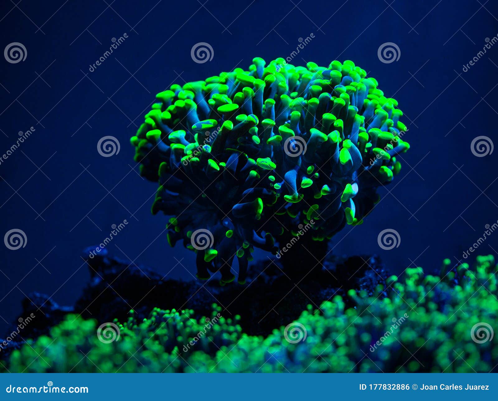 euphyllia parancora lps coral showing its green fluorescence color in a reef aquarium