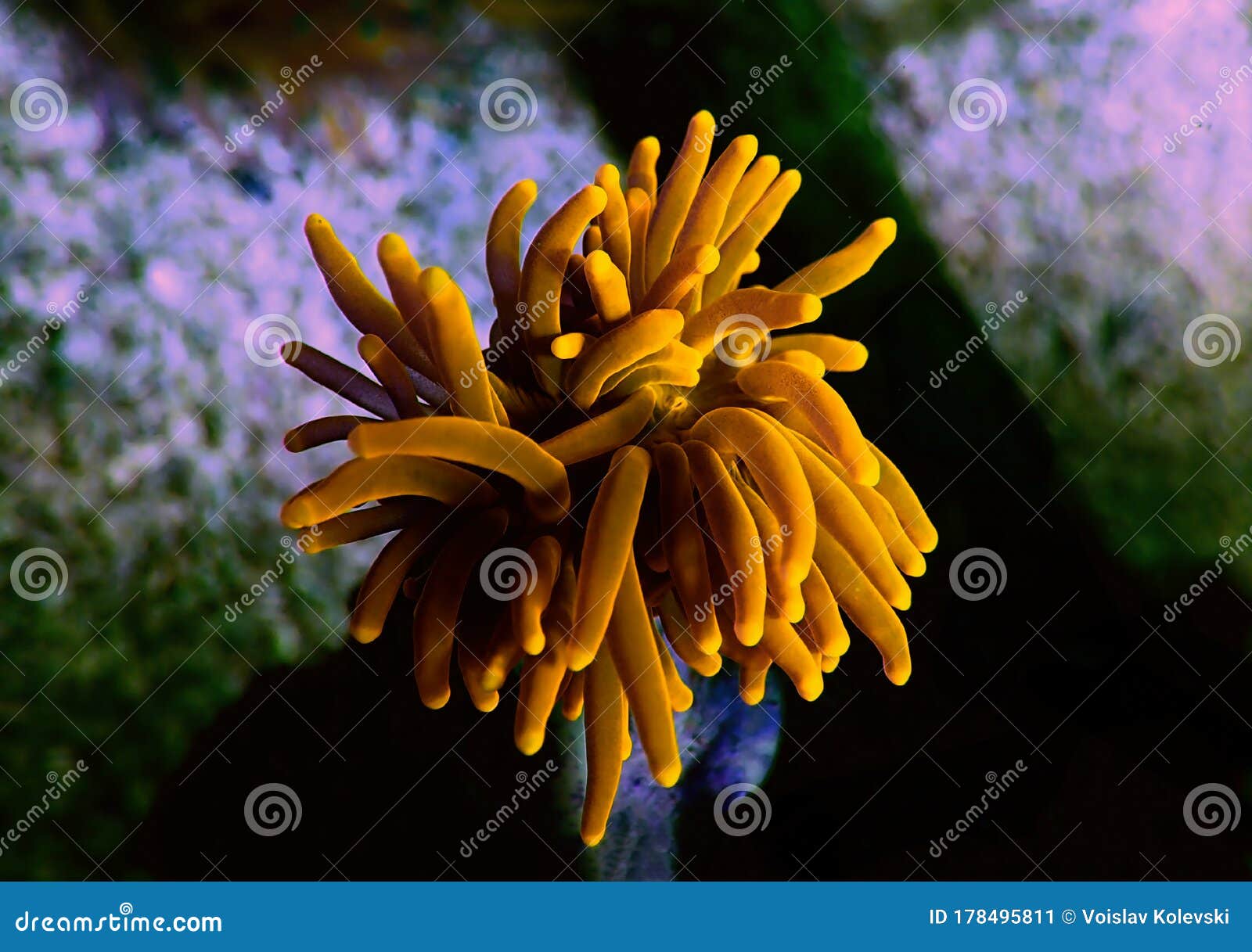 golden euphyllia torch lps coral - euphyllia glabrescens