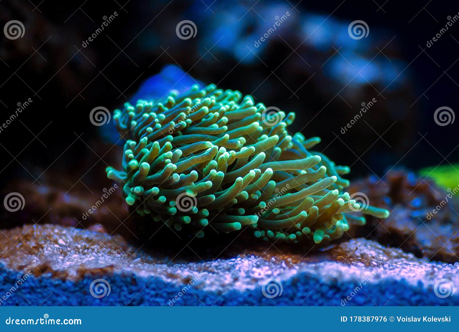 euphyllia torch lps coral - euphyllia glabrescens