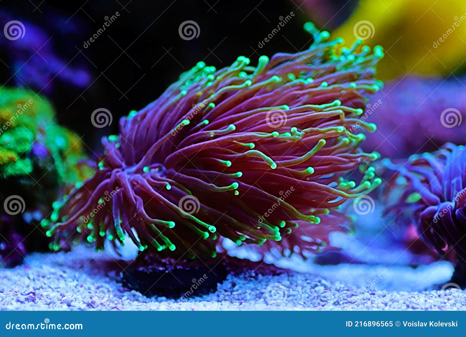 euphyllia torch lps coral - euphyllia glabrescens