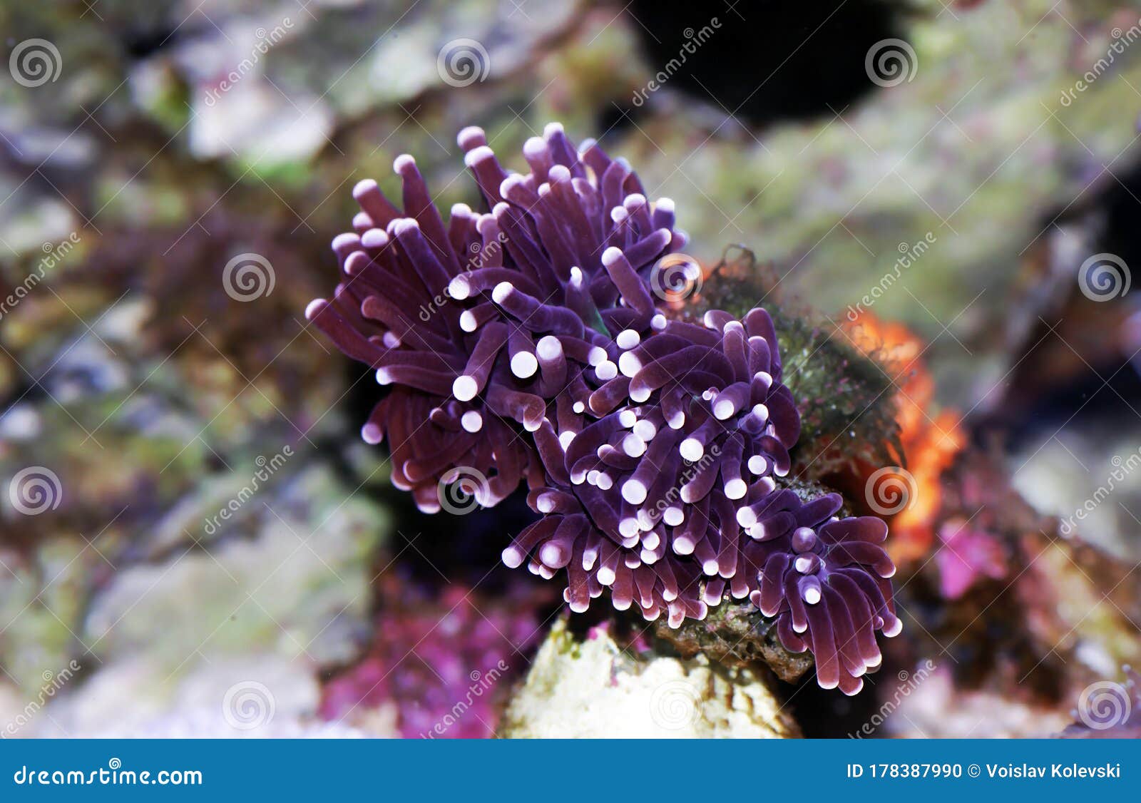 euphyllia torch lps coral - euphyllia glabrescens