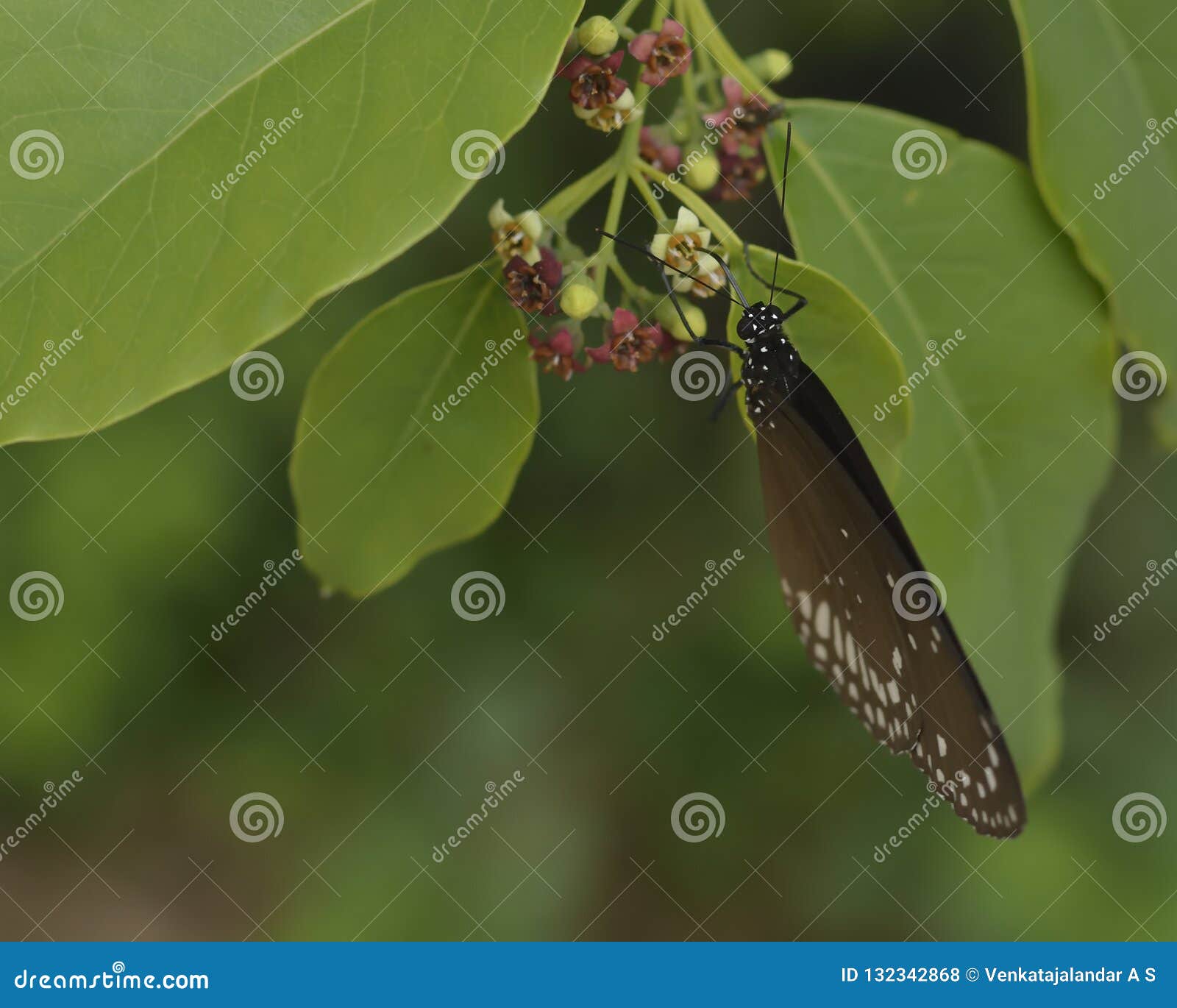 euploea core, the common crow butterfly sipping