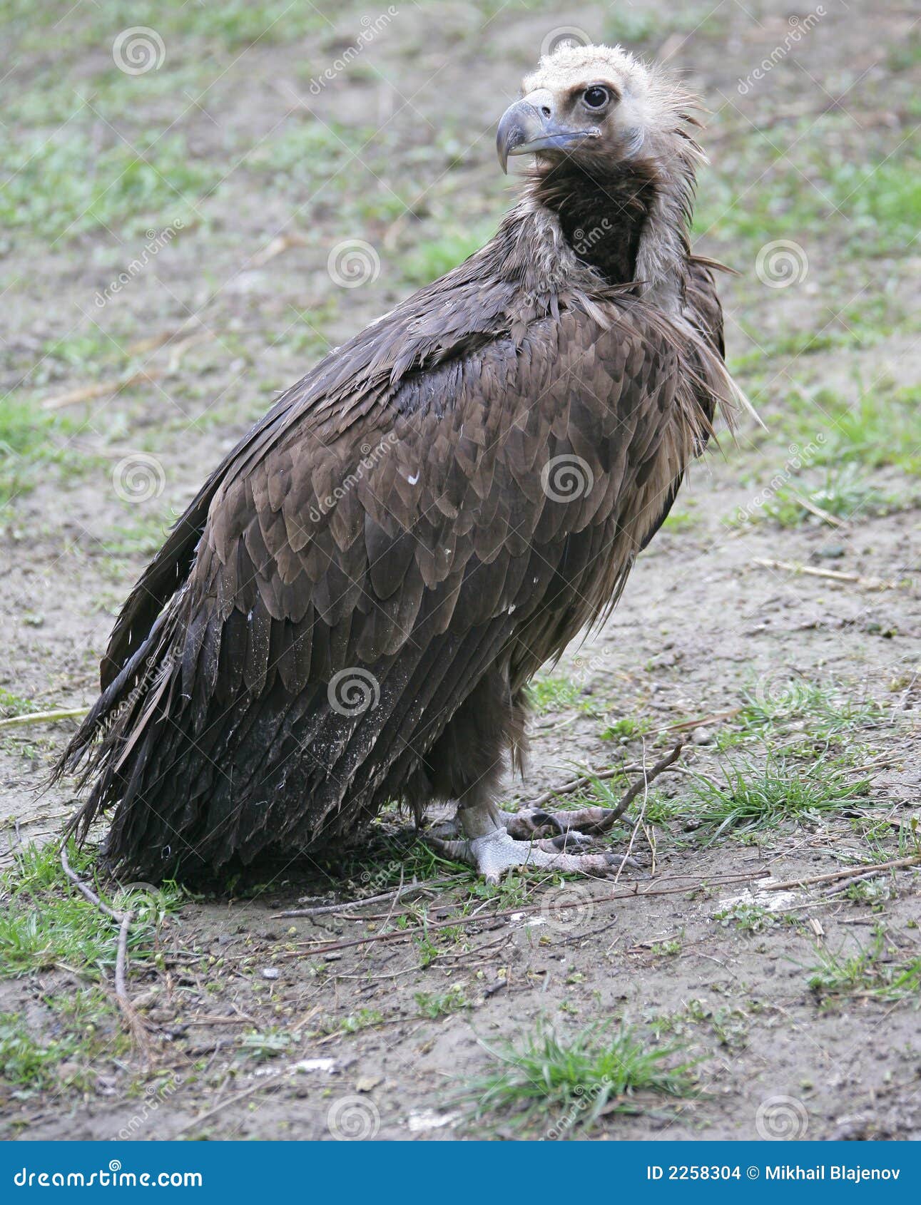 Eurasian Black Vulture 1 stock photo. Image of pick, claw - 2258304