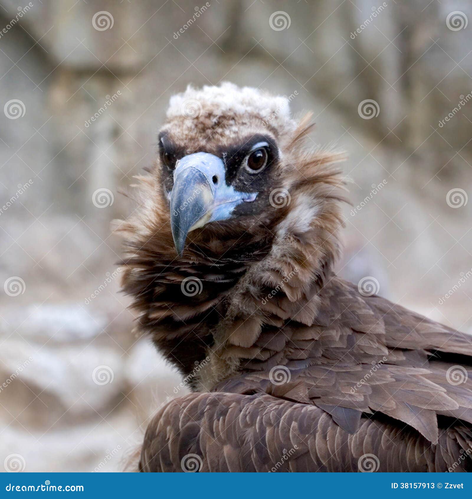 Eurasian Black Vulture Portrait Stock Image Image of threatened