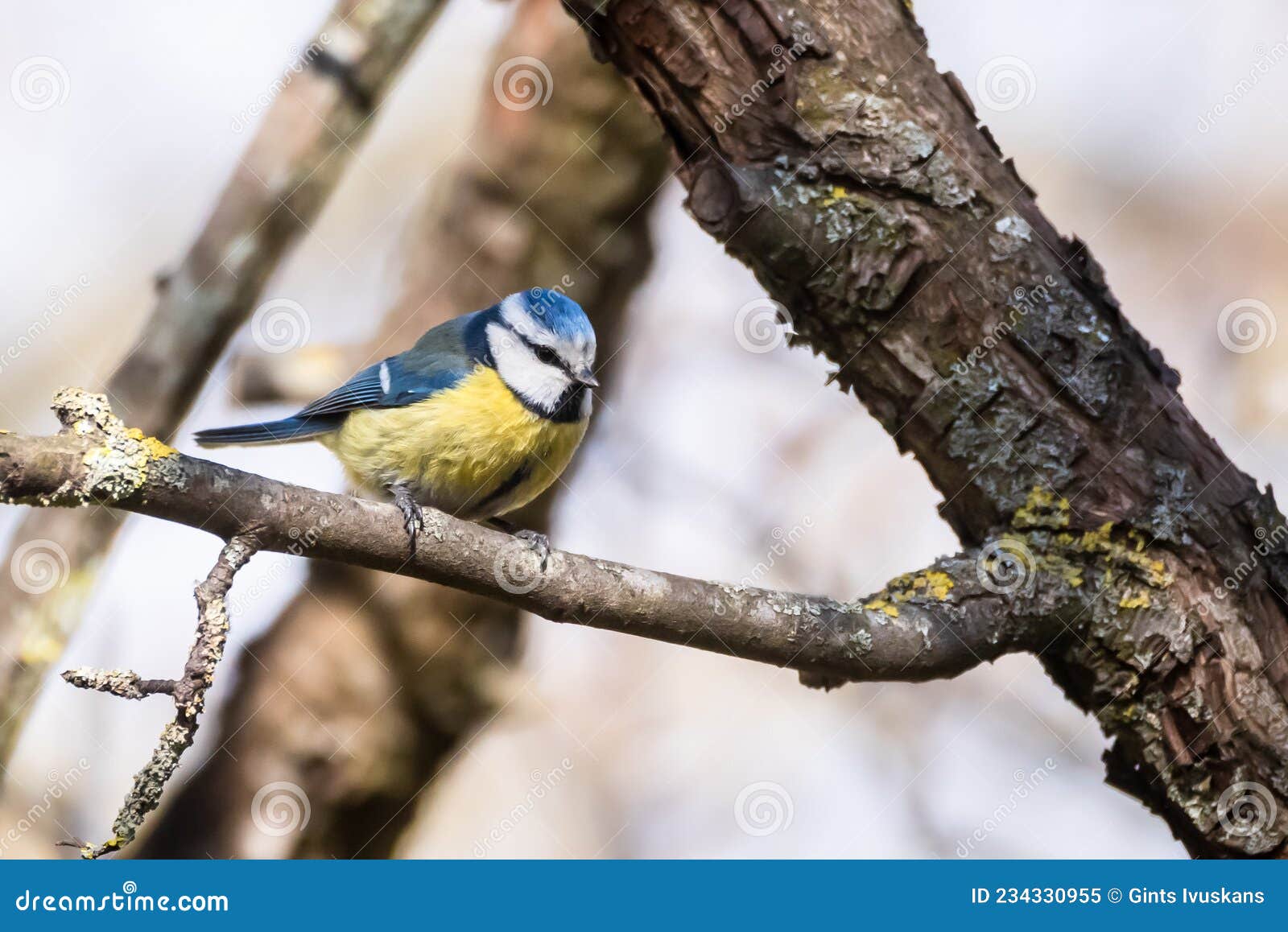 eurasian blue tit bird on branch of tree, cyanistes caer uleus