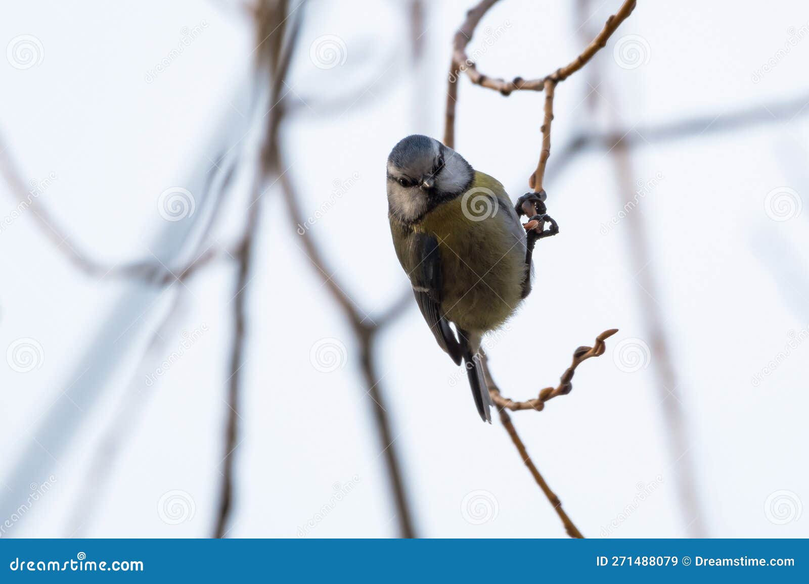 Eurasian Blue Tit Hanging on a Thin Branch Stock Image - Image of