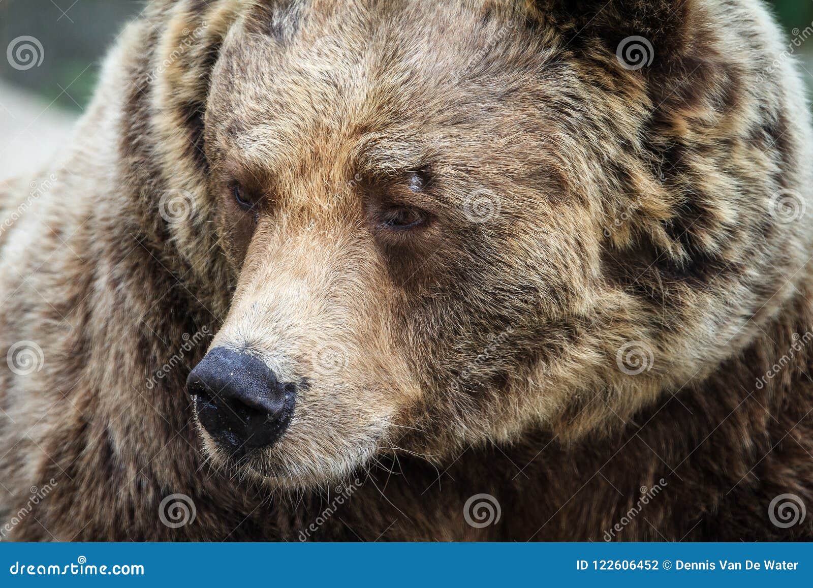 eurasian brown bear side portrait