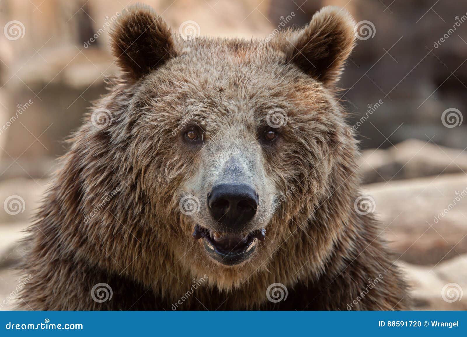 eurasian brown bear ursus arctos arctos