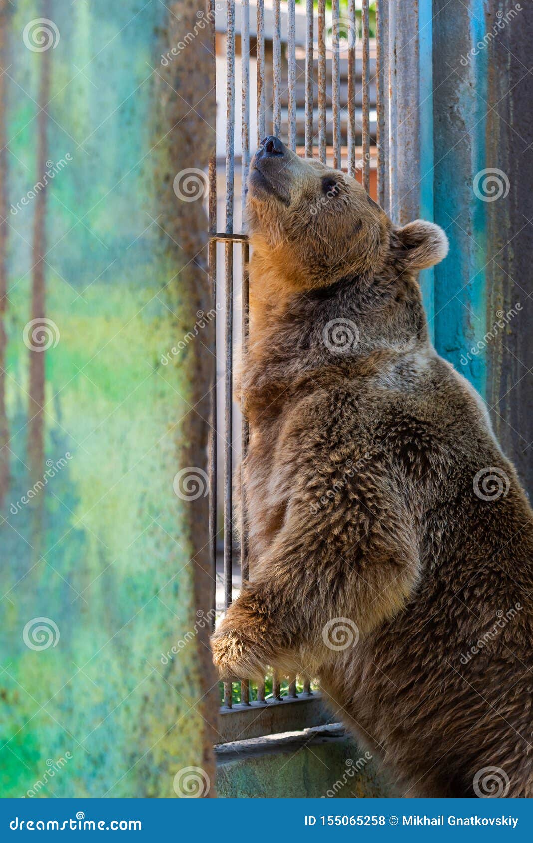 eurasian brown bear or ursus arctos arctos, also known as the european brown bear