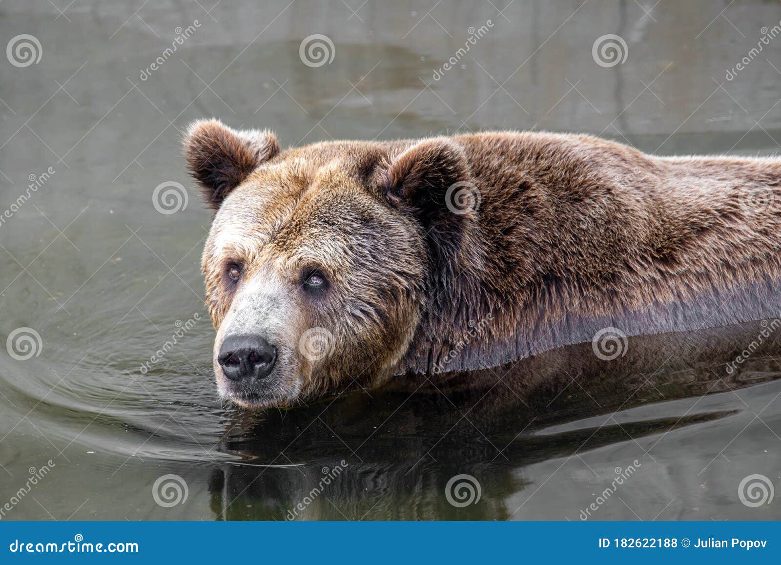 eurasian brown bear vs grizzly