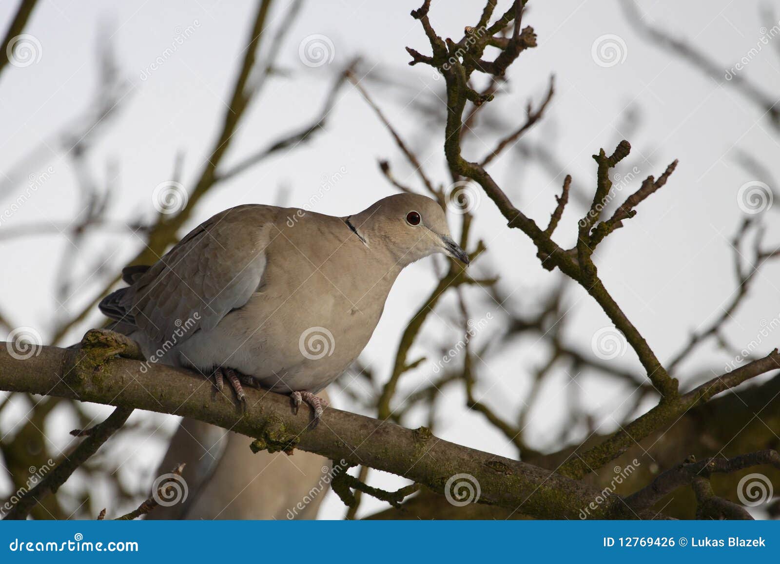 Eurasian collared dove stock photo. Image of streptopelia 12769426