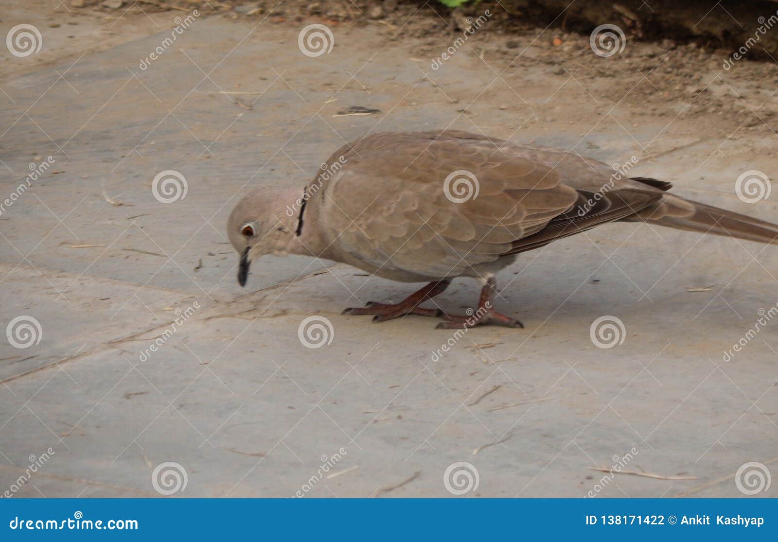 Spotted Dove - Facts, Diet, Habitat & Pictures on Animalia.bio