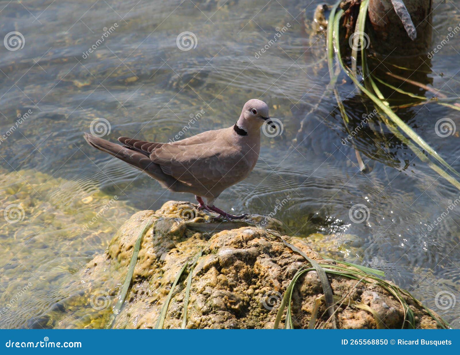 eurasian collared dove on the lake shore