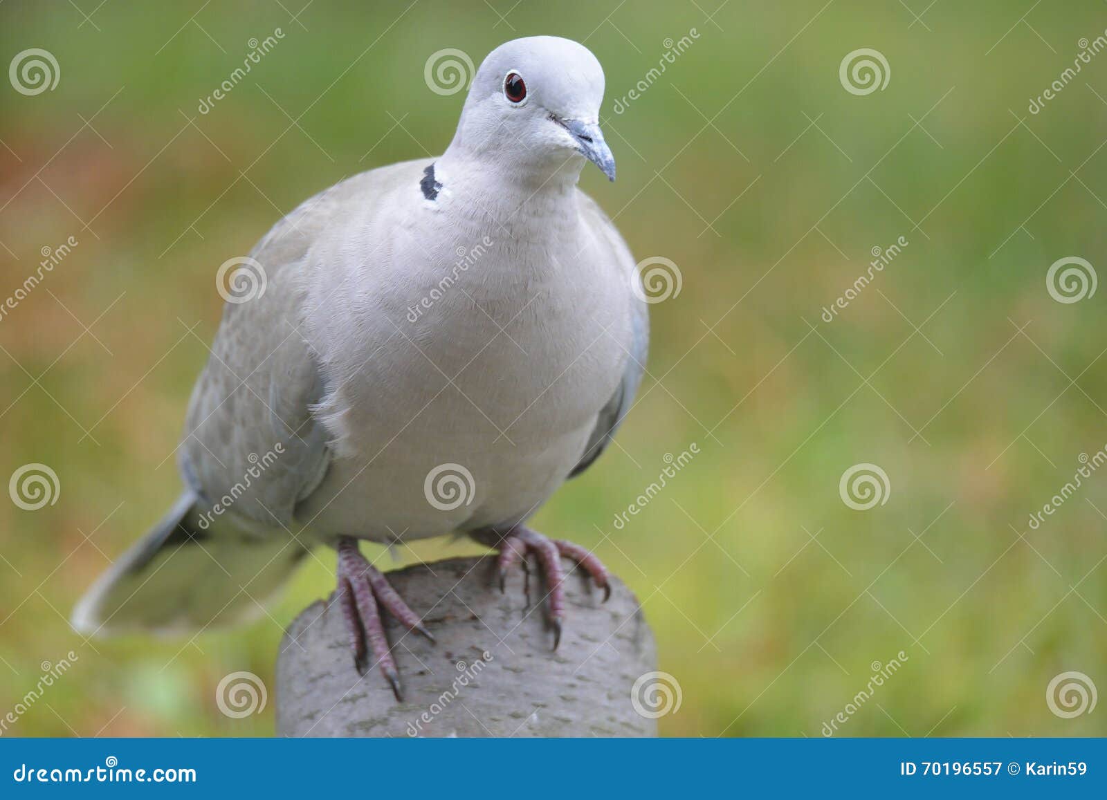 Eurasian Collared Dove stock image. Image of close, animal 70196557