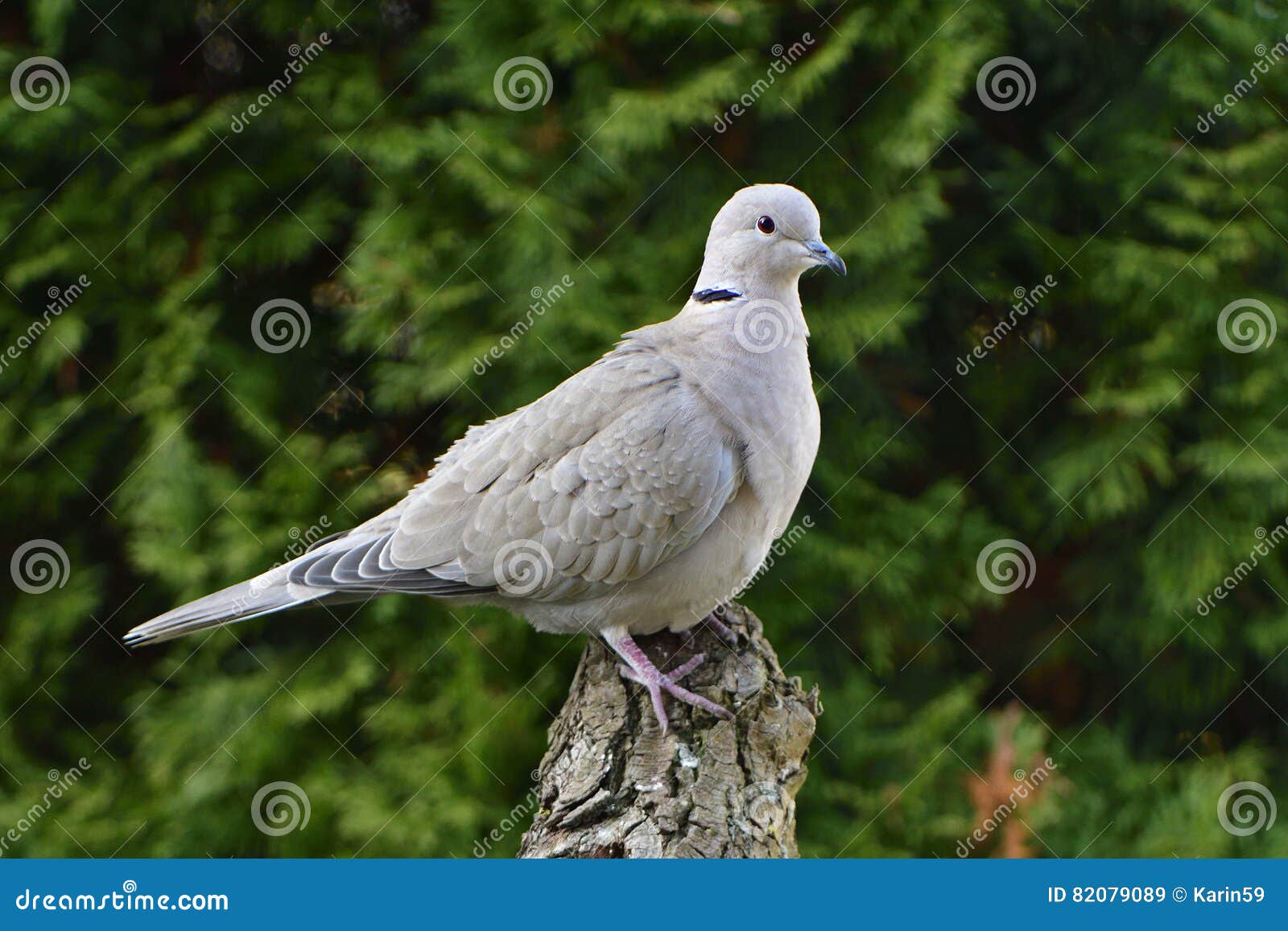 Eurasian collared dove stock image. Image of portrait 82079089