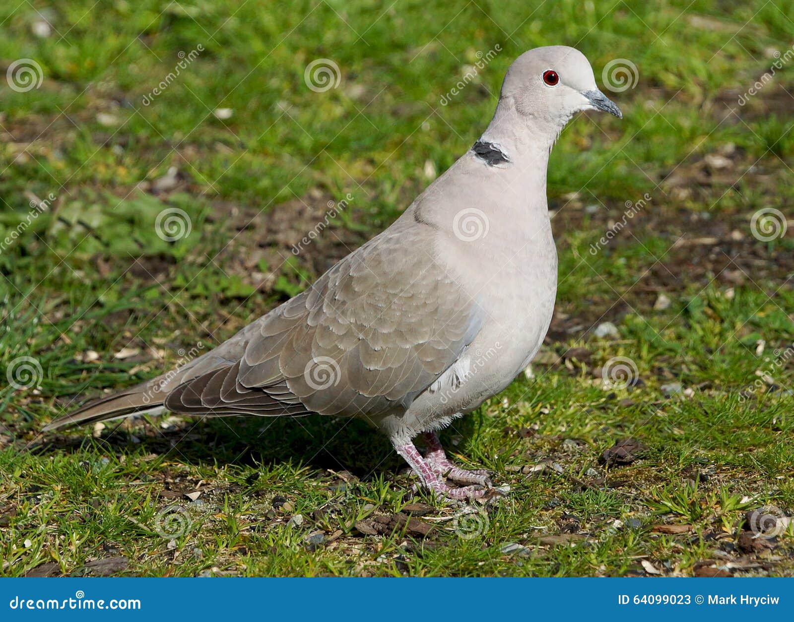 British Collared Dove Pigeon Bird Birds Rooftop Roof Urban Pests Pest Vermin Roosting Nest