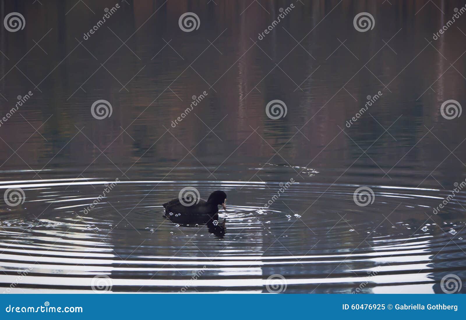 eurasian coot centered in rings on water on a calm lake.