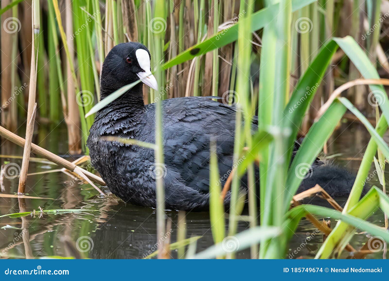 januar lære sejle The Eurasian Coot Fulica Atra, Also Known As the Common Coot, or Australian  Coot, is a Member of the Rail and Crake Bird Family, Stock Photo - Image of  gruiformes, close: 185749674