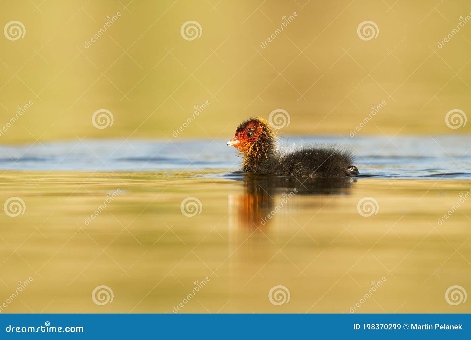 Modsatte Uensartet eftermiddag Eurasian Coot Fulica Atra with Chicks Youngster, Called Common Coot,  Australian Coot, is a Member of the Rail and Crake Bird Stock Image - Image  of european, aquatic: 198370299