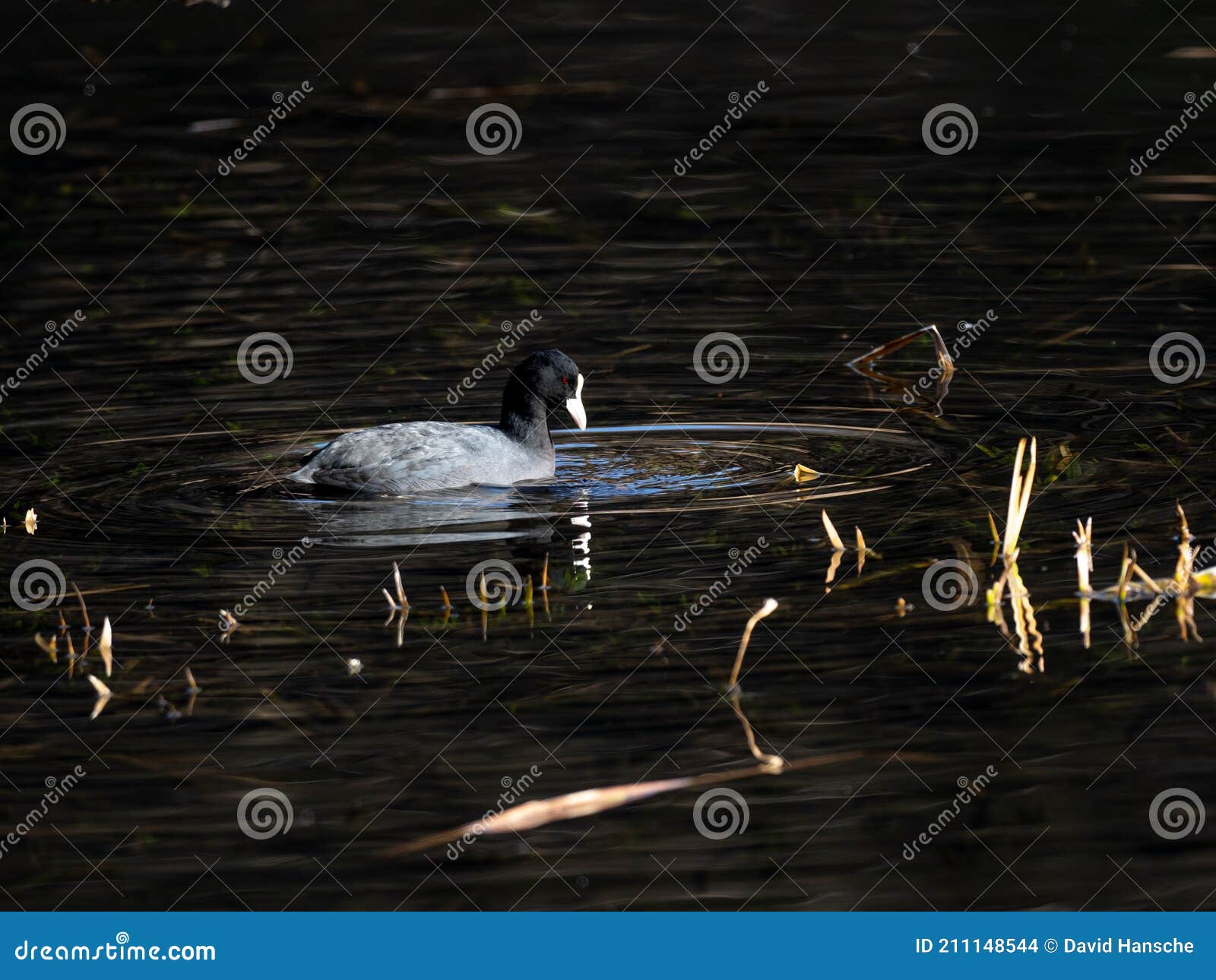 eurasian coot swims in izumi forest pond 13