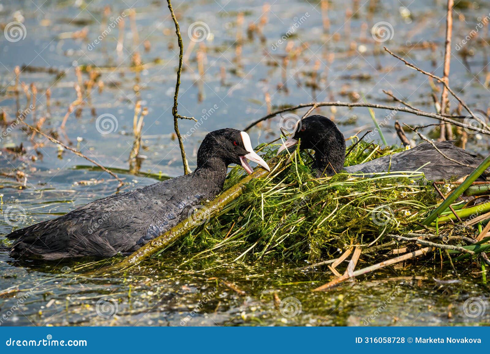 eurasian coot - two fulica atra making nest in retention tank ricanka in spring, prague - uhrineves, czech republic