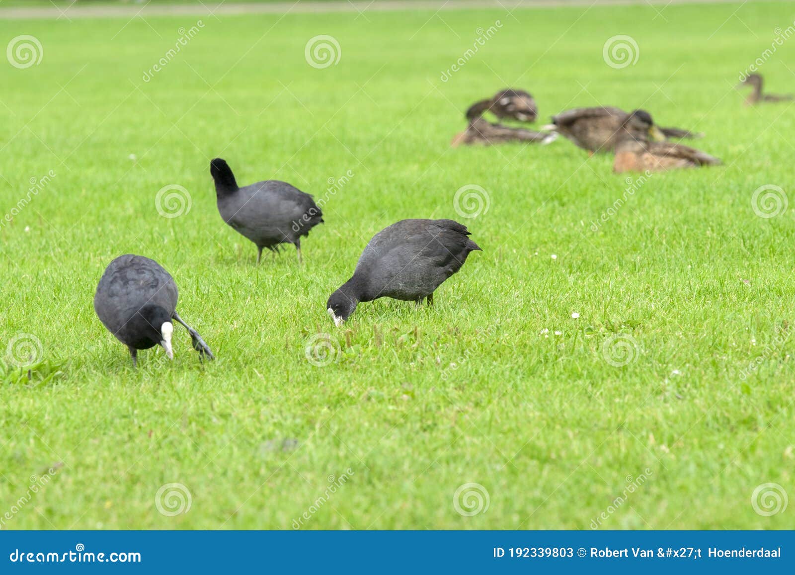Australian Coots RoyaltyFree Stock Photo 106827813