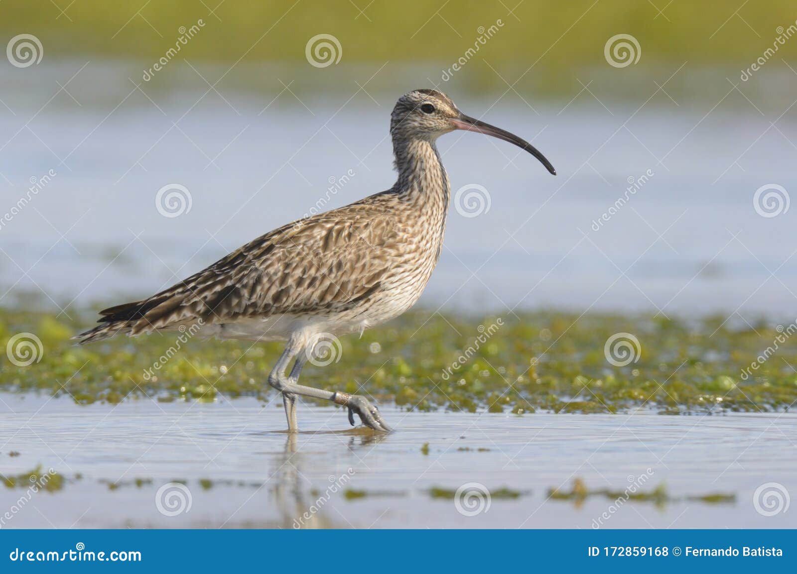 eurasian curlew - maÃÂ§arico real - numenius arquata