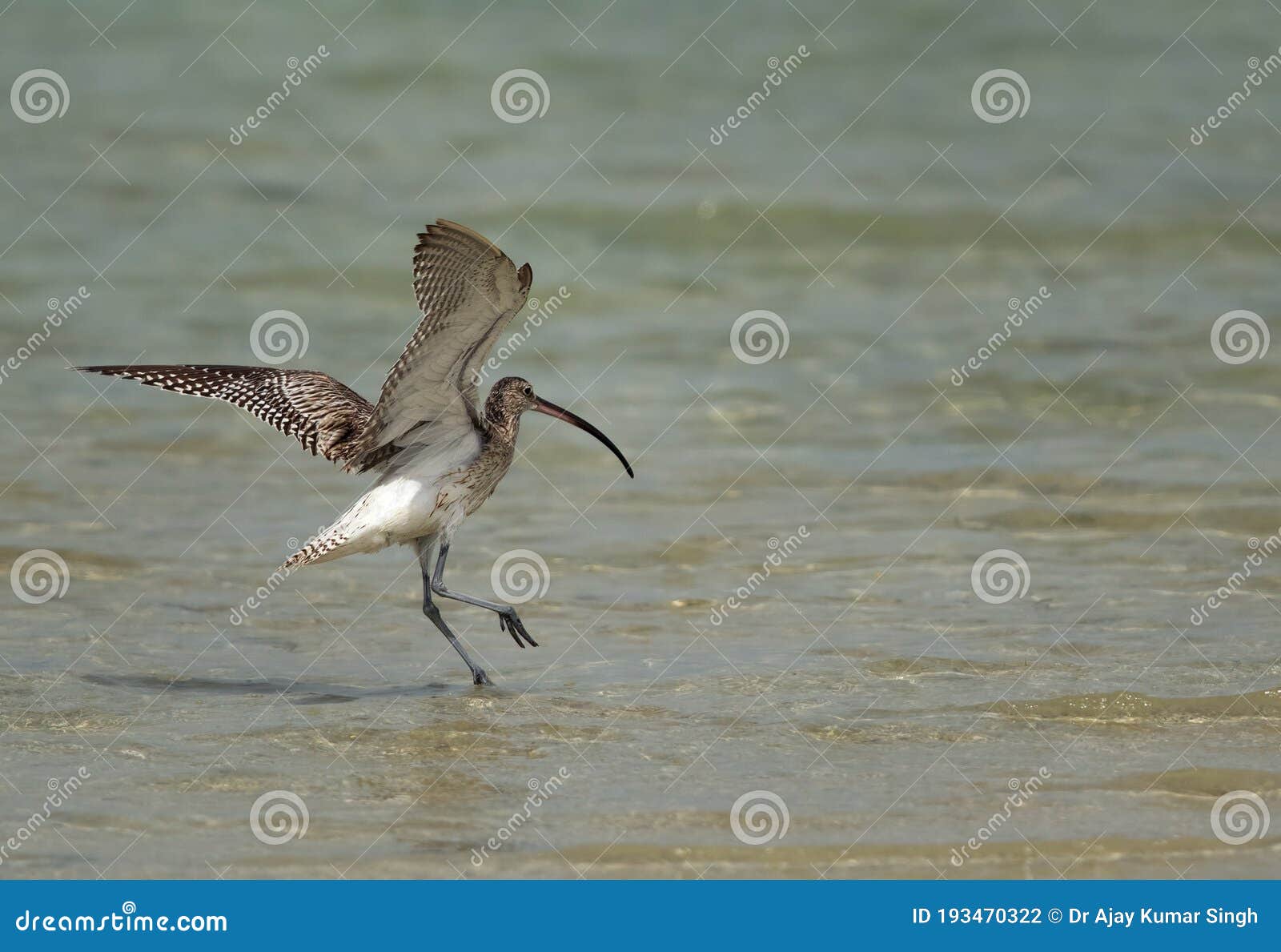 Eurasian curlew landing stock photo. Image of beautiful 193470322