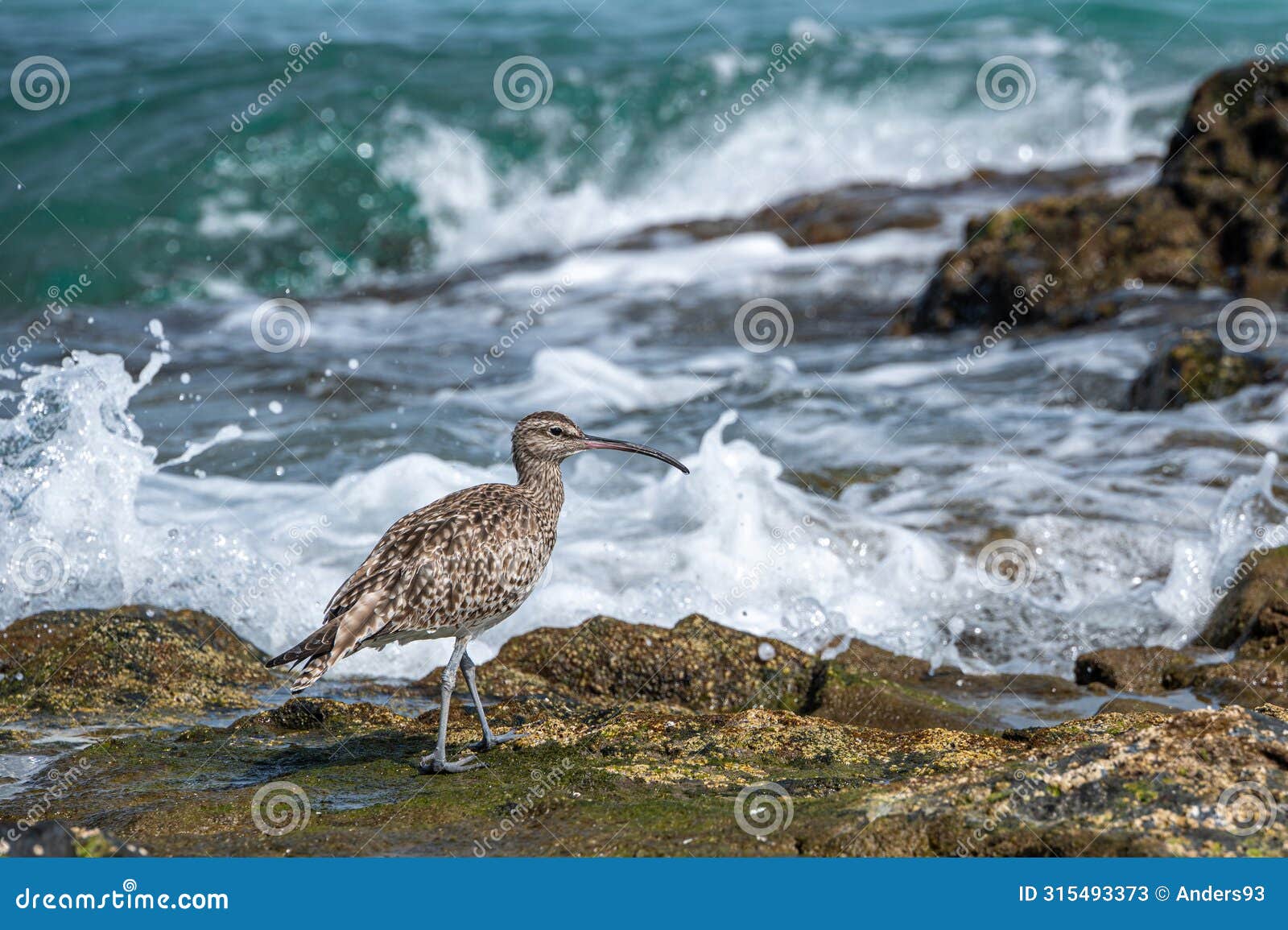 eurasian curlew, numenius arquata, and sandpipers searching for food along a rocky coast, costa calma, fuerteventura, spain