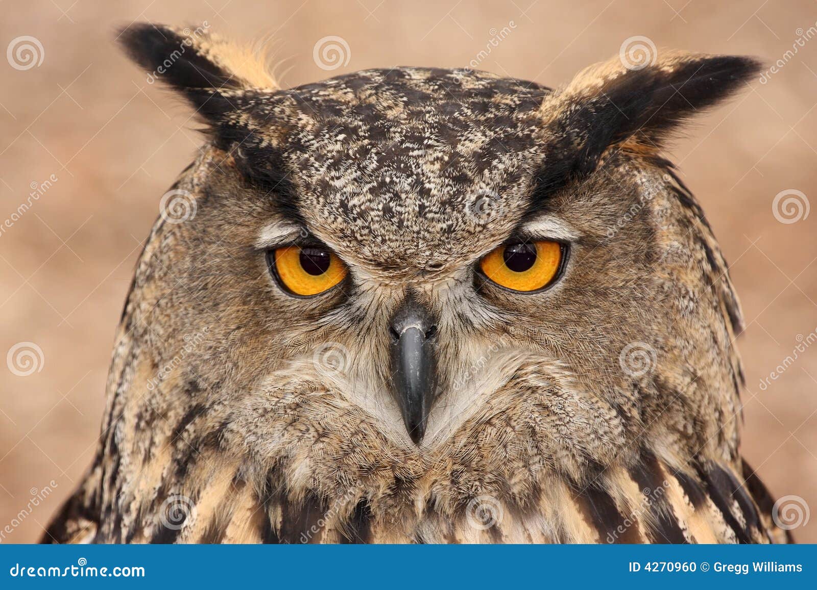 eurasian eagle owl