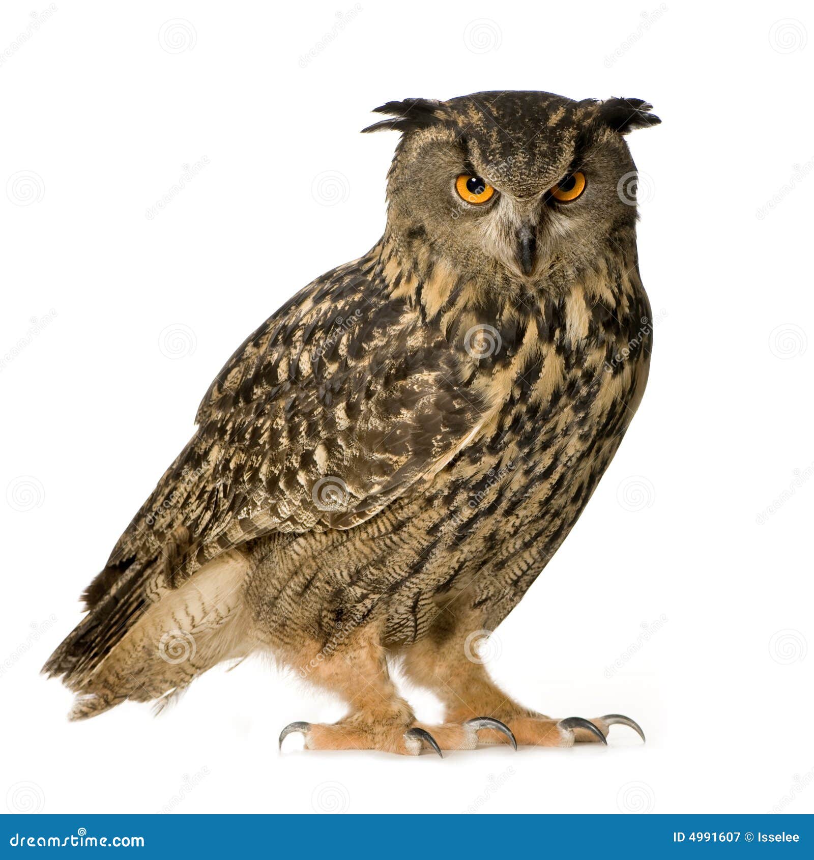 eurasian eagle owl - bubo bubo (22 months)