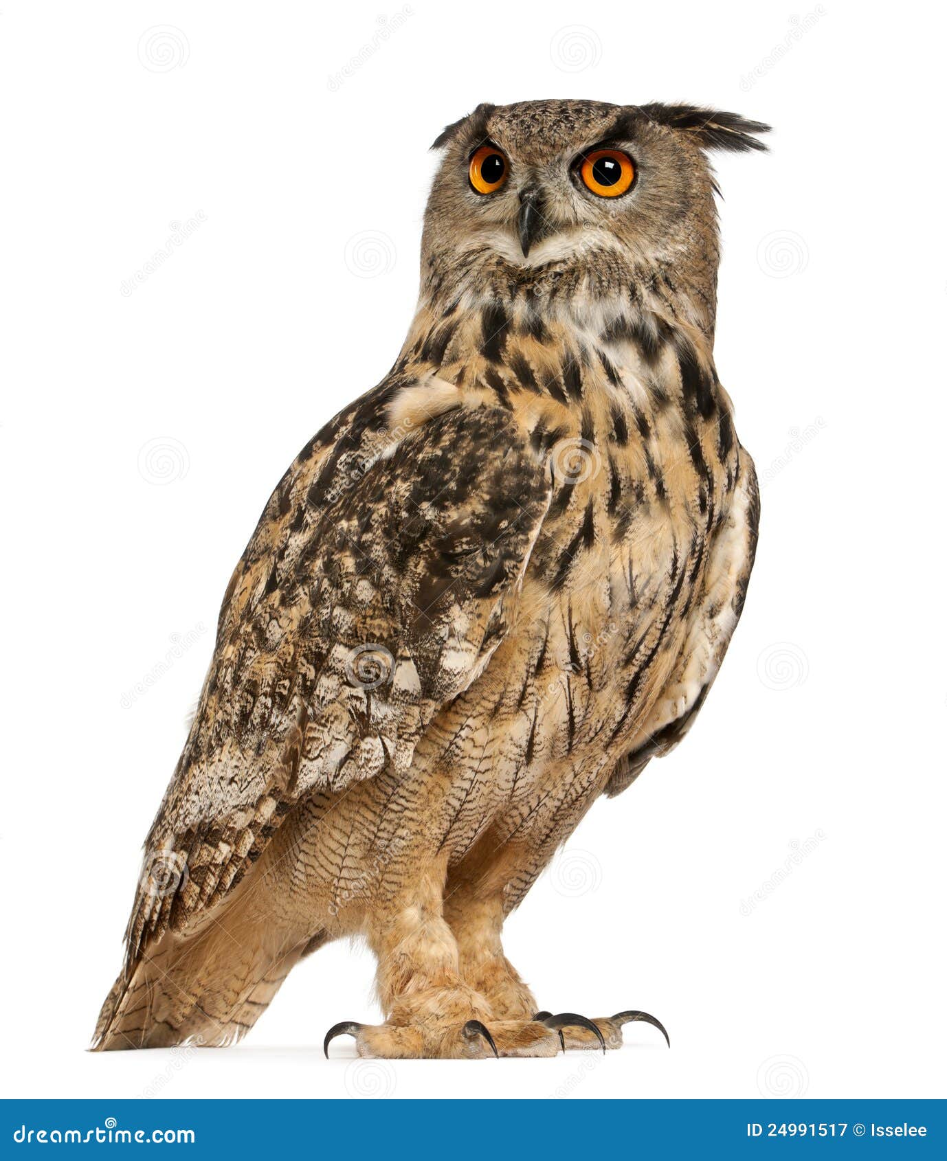 eurasian eagle-owl, bubo bubo