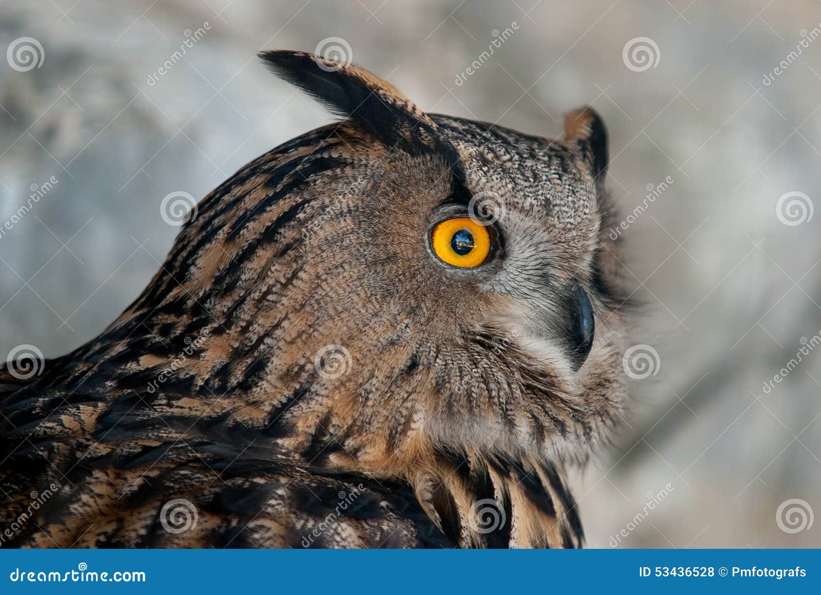 eurasian eagle owl