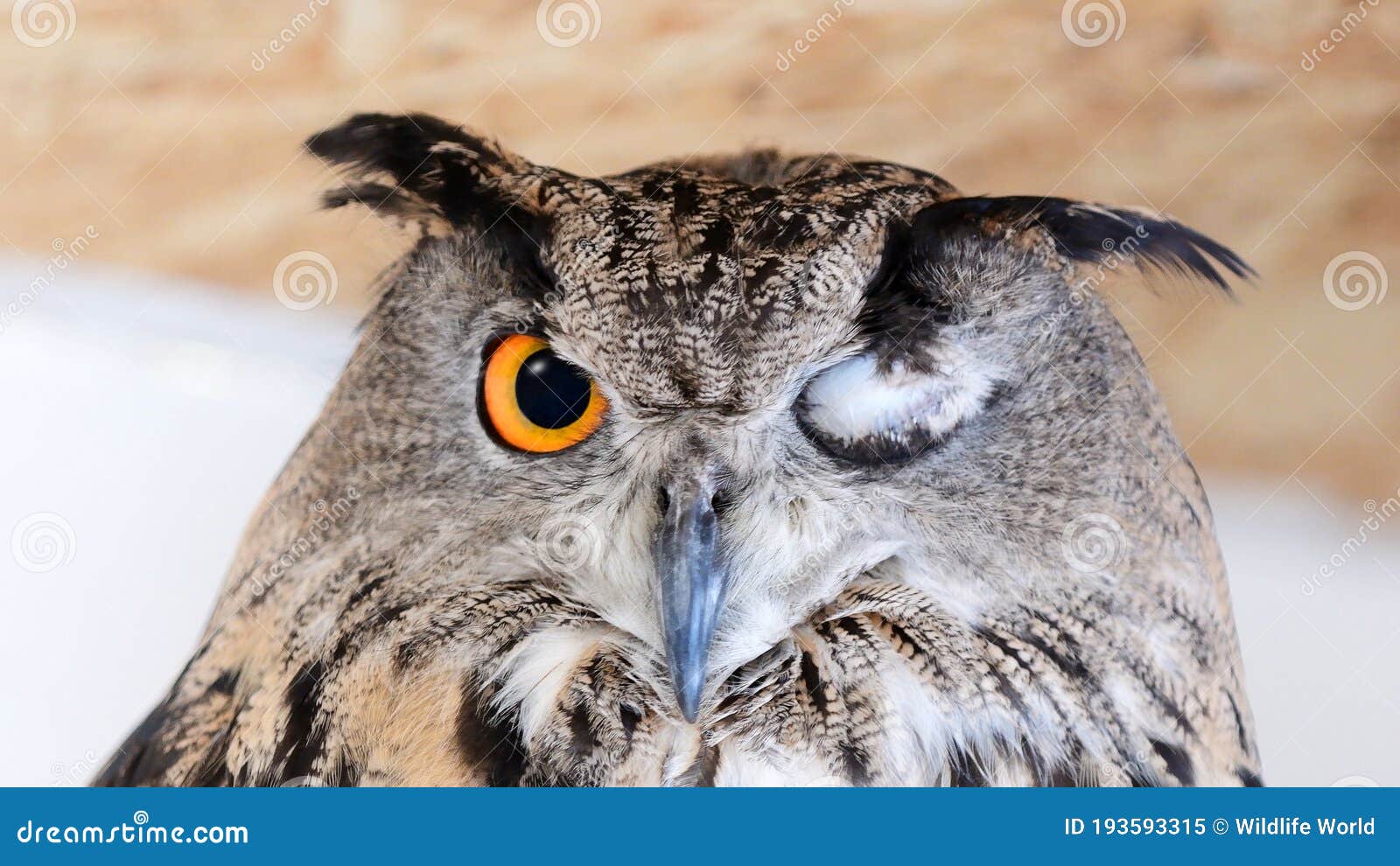 Eurasian Eagle Owl Bubo Bubo, with One Eye Closed Stock Image Image