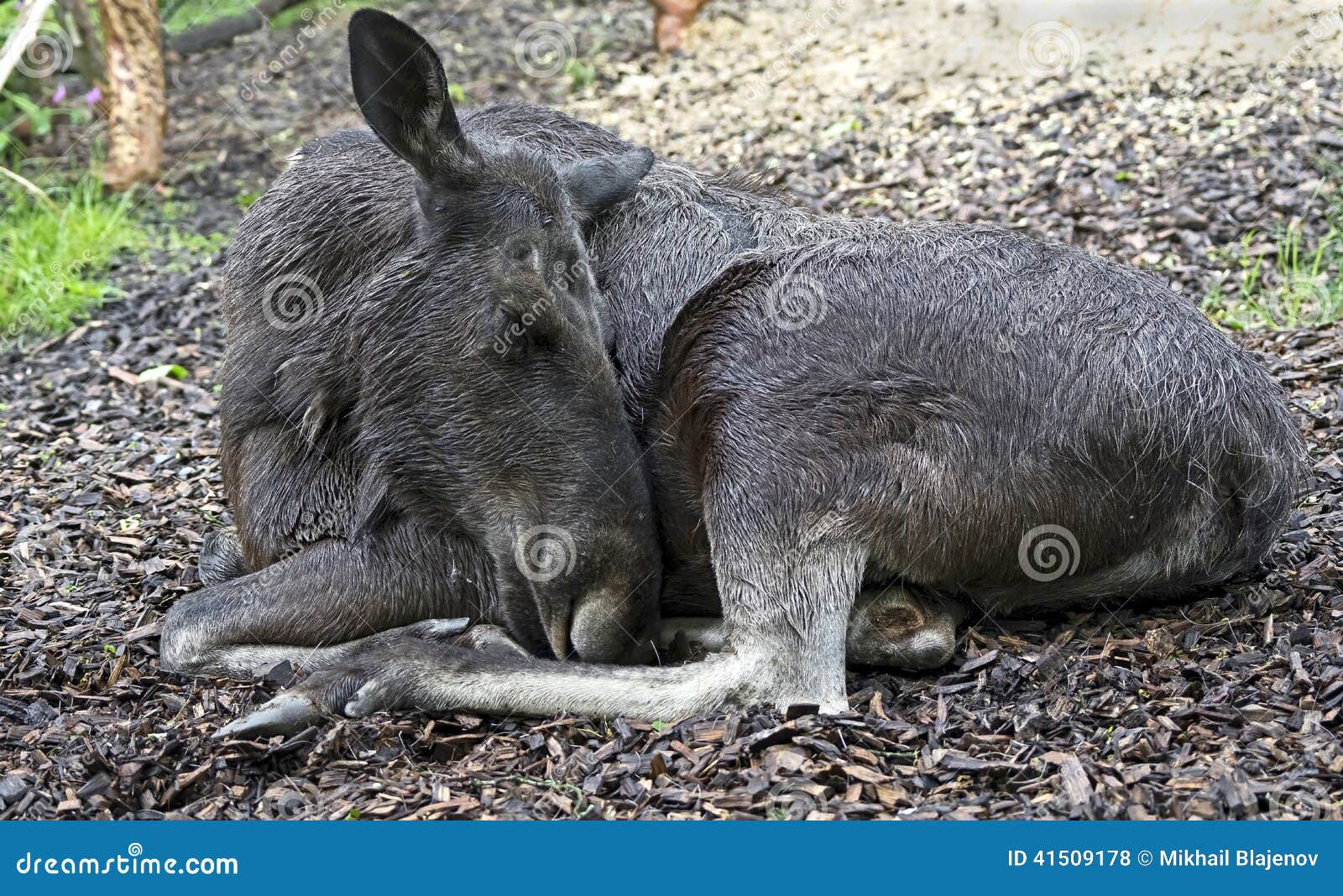 Eurasian elk 1 stock photo. Image of hoof, view, kick 41509178