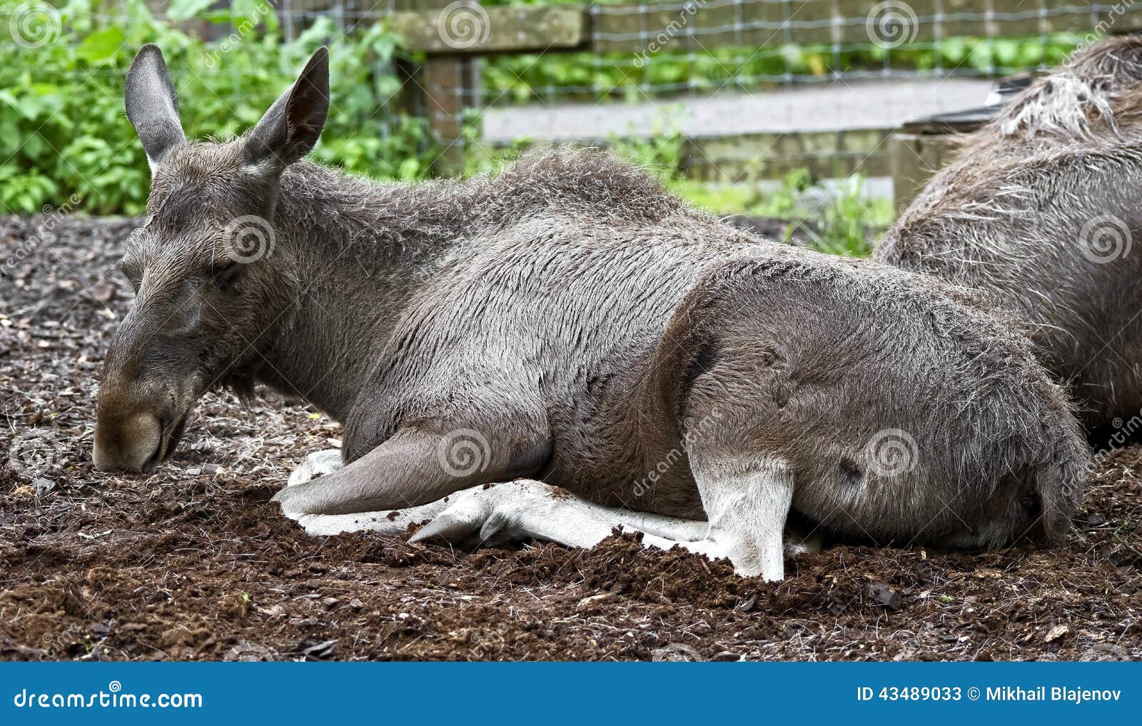 Eurasian elk 5 stock image. Image of fauna, view, nice 43489033