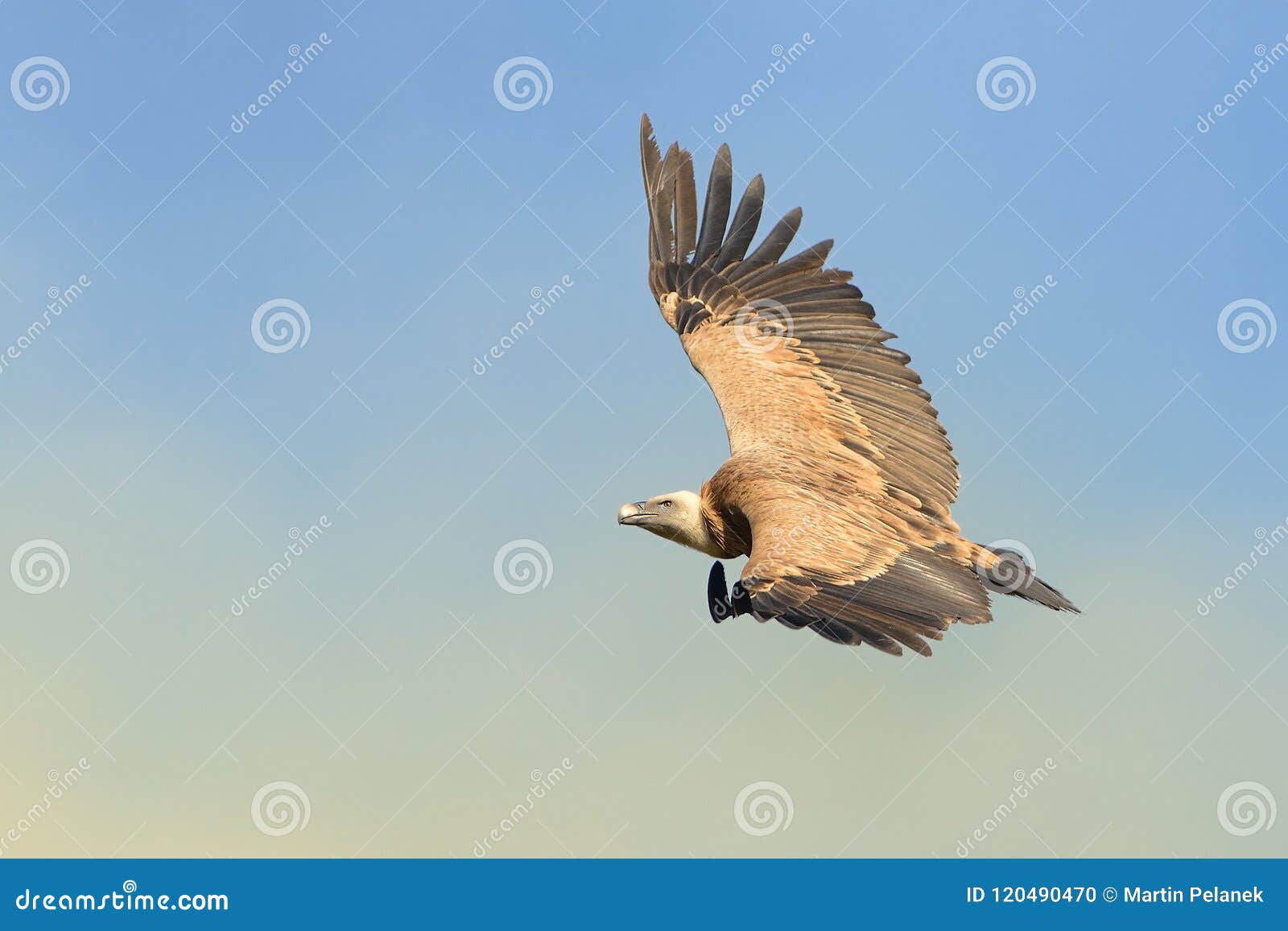 Eurasian Griffon Gyps Fulvus Captured in Flight. Vulture Flying Above ...