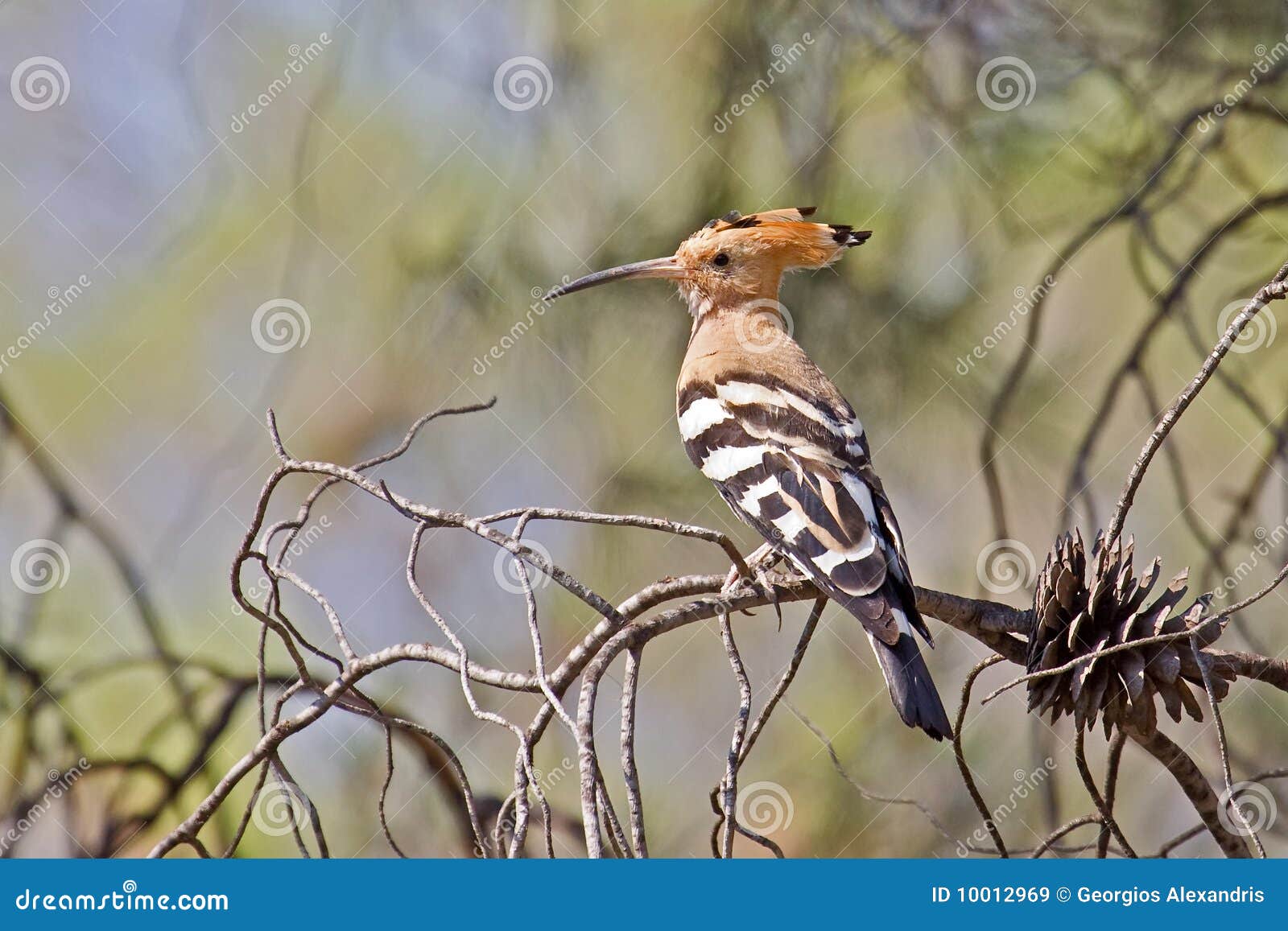 Eurasian Hoopoe Bird stock image. Image of feather, eurasian 10012969