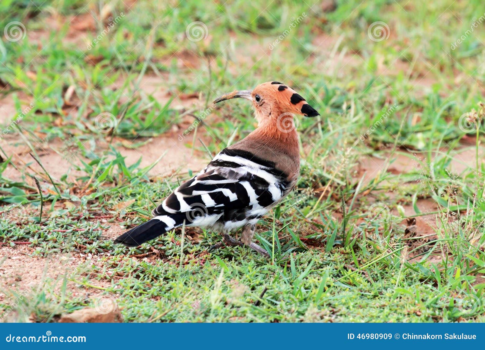 Eurasian Hoopoe Bird stock image. Image of watch, birding 46980909