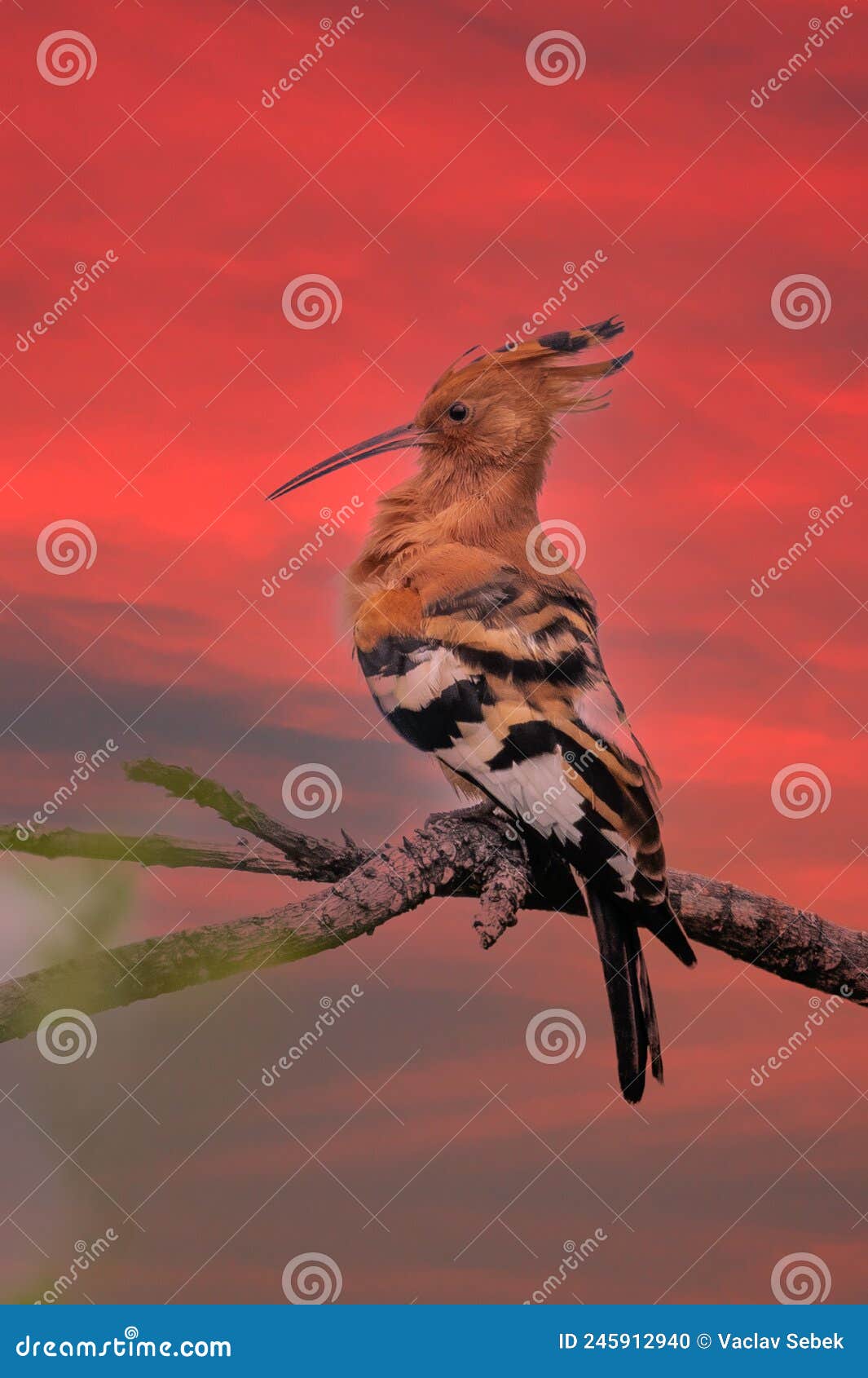 Eurasian Hoopoe or Common Hoopoe Stock Photo Image of beauty, crest