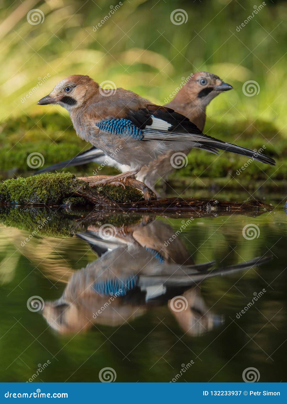 eurasian jay, garrulus glandarius is sitting at the forest waterhole