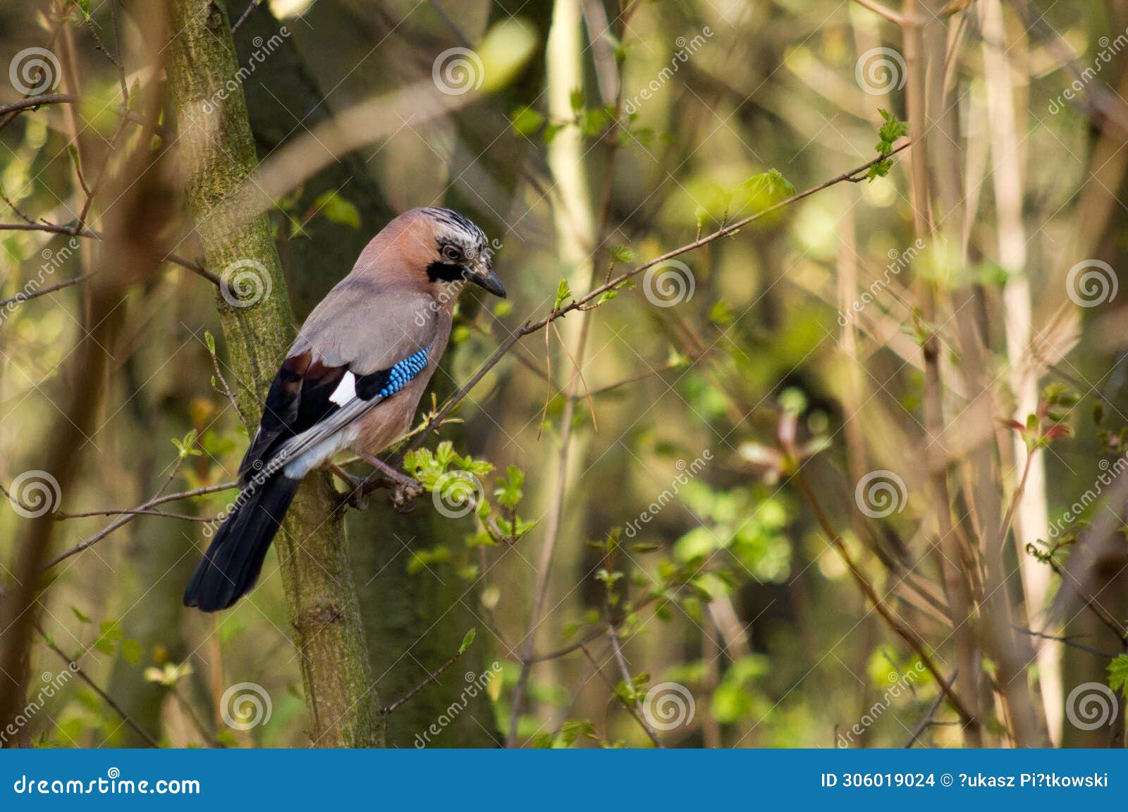 the eurasian jay in the park near malta lake in pozna? (poland).