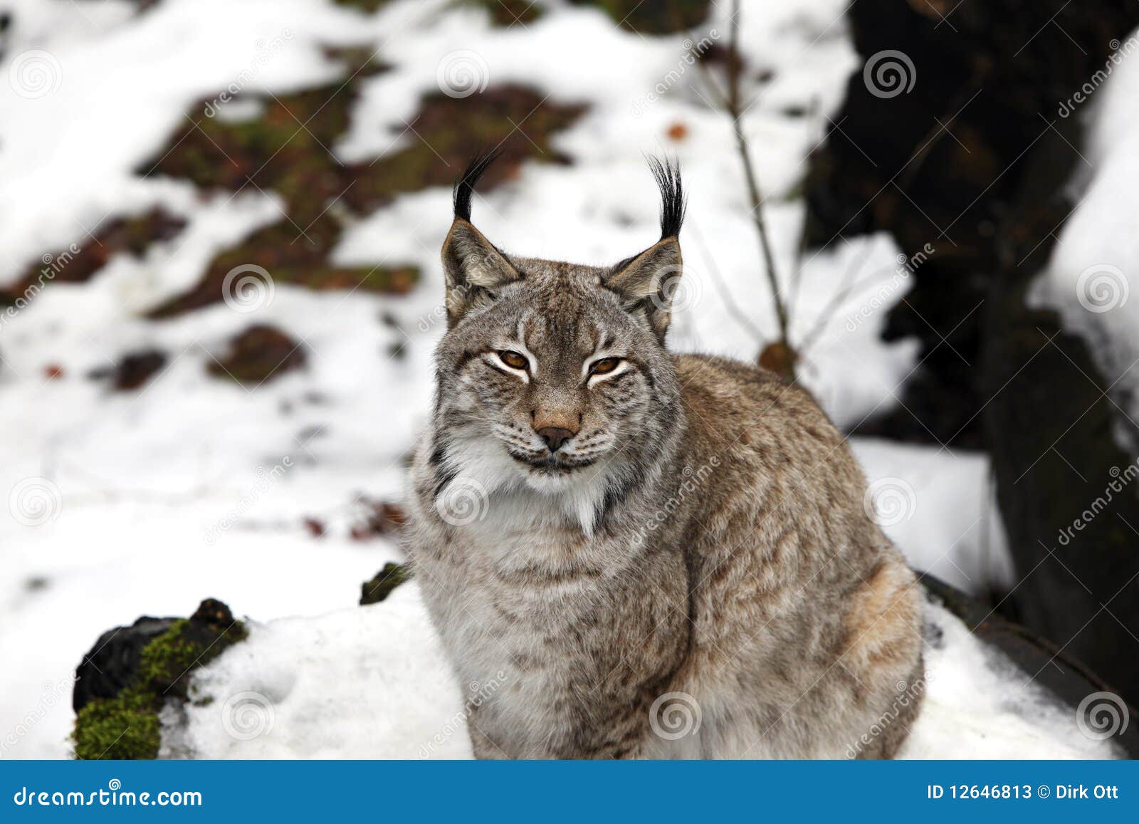 Eurasian Lynx stock image. Image of good, hearing, sitting - 12646813