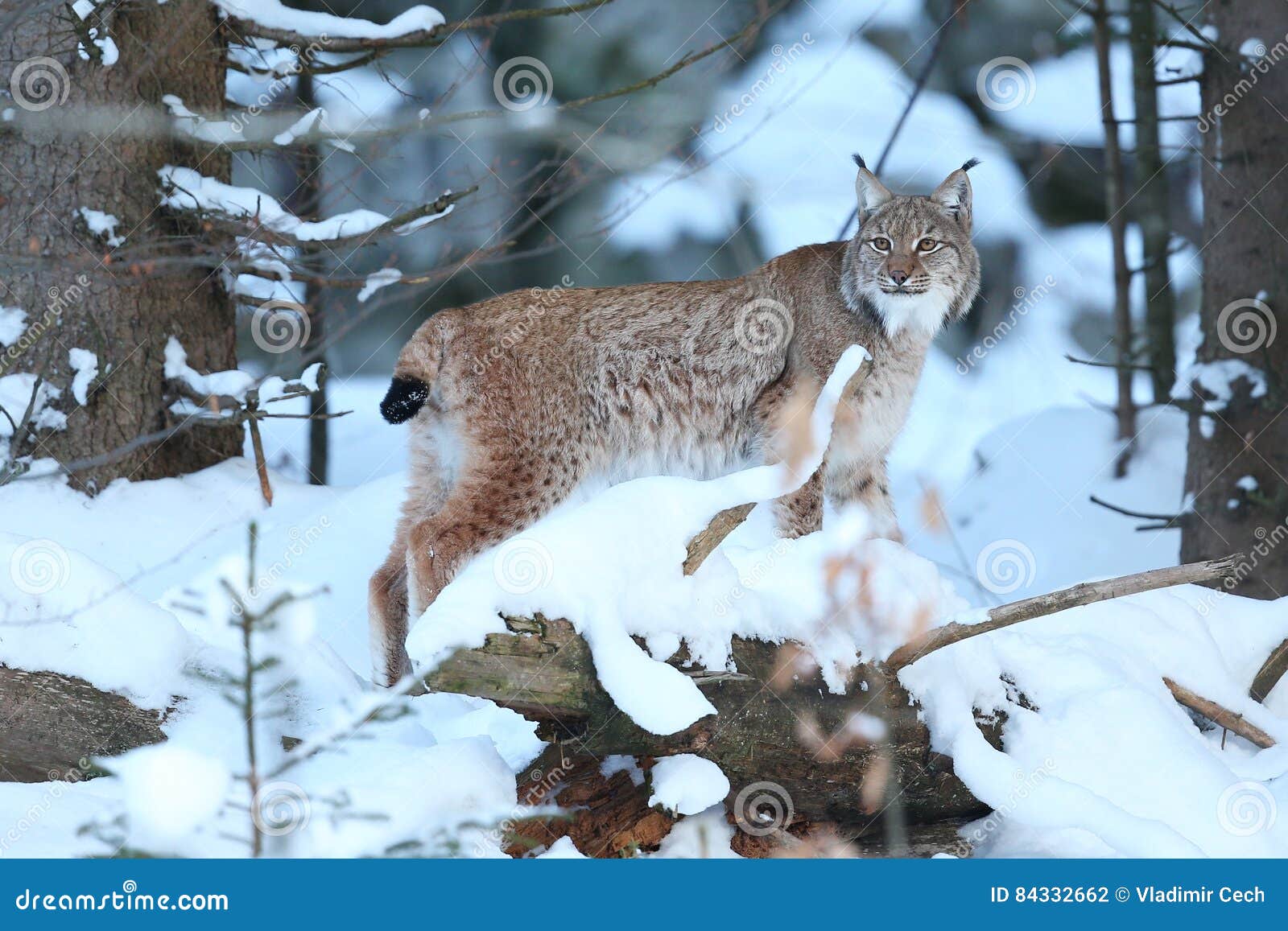 Eurasian Lynx in the Bavarian National Park in Eastern Germany Stock ...