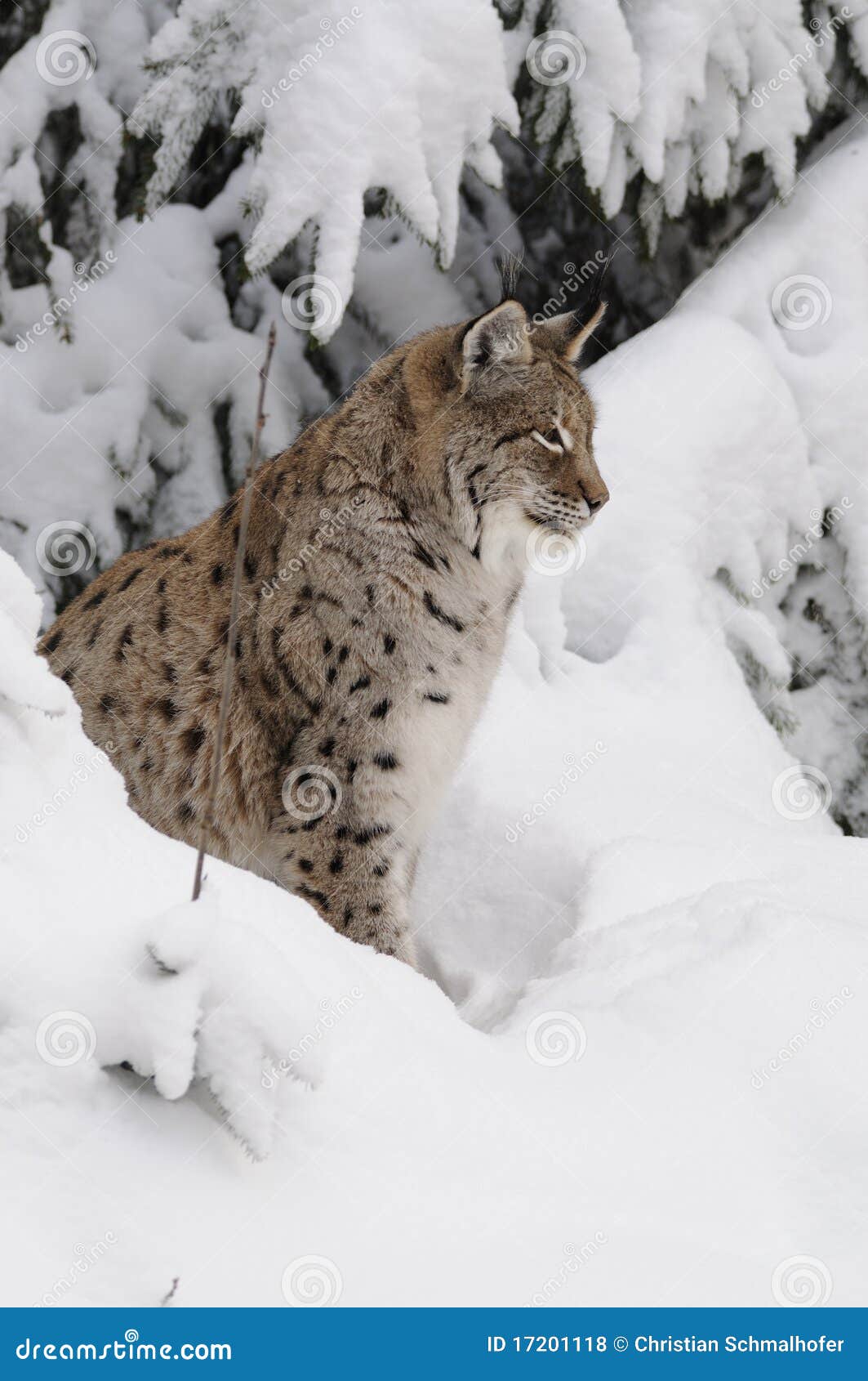 eurasian lynx ( lynx lynx )