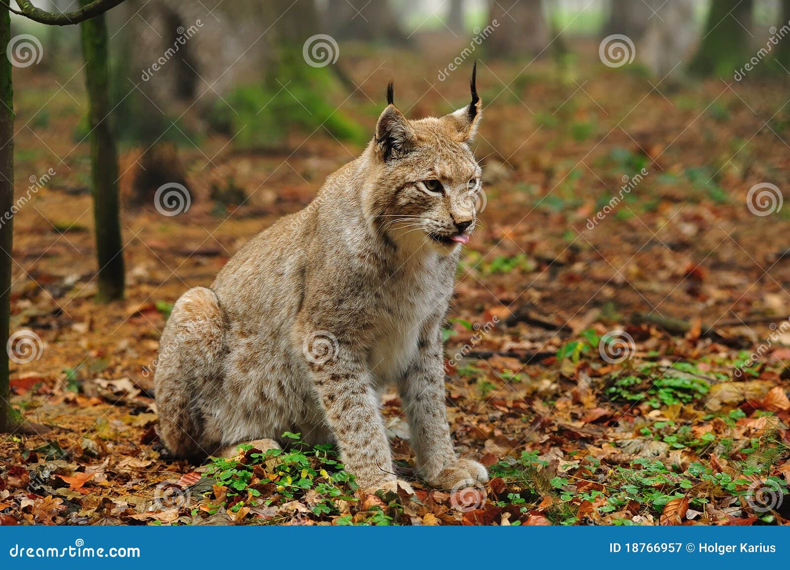 Eurasian lynx (Lynx lynx) stock image. Image of eurasian - 18766957