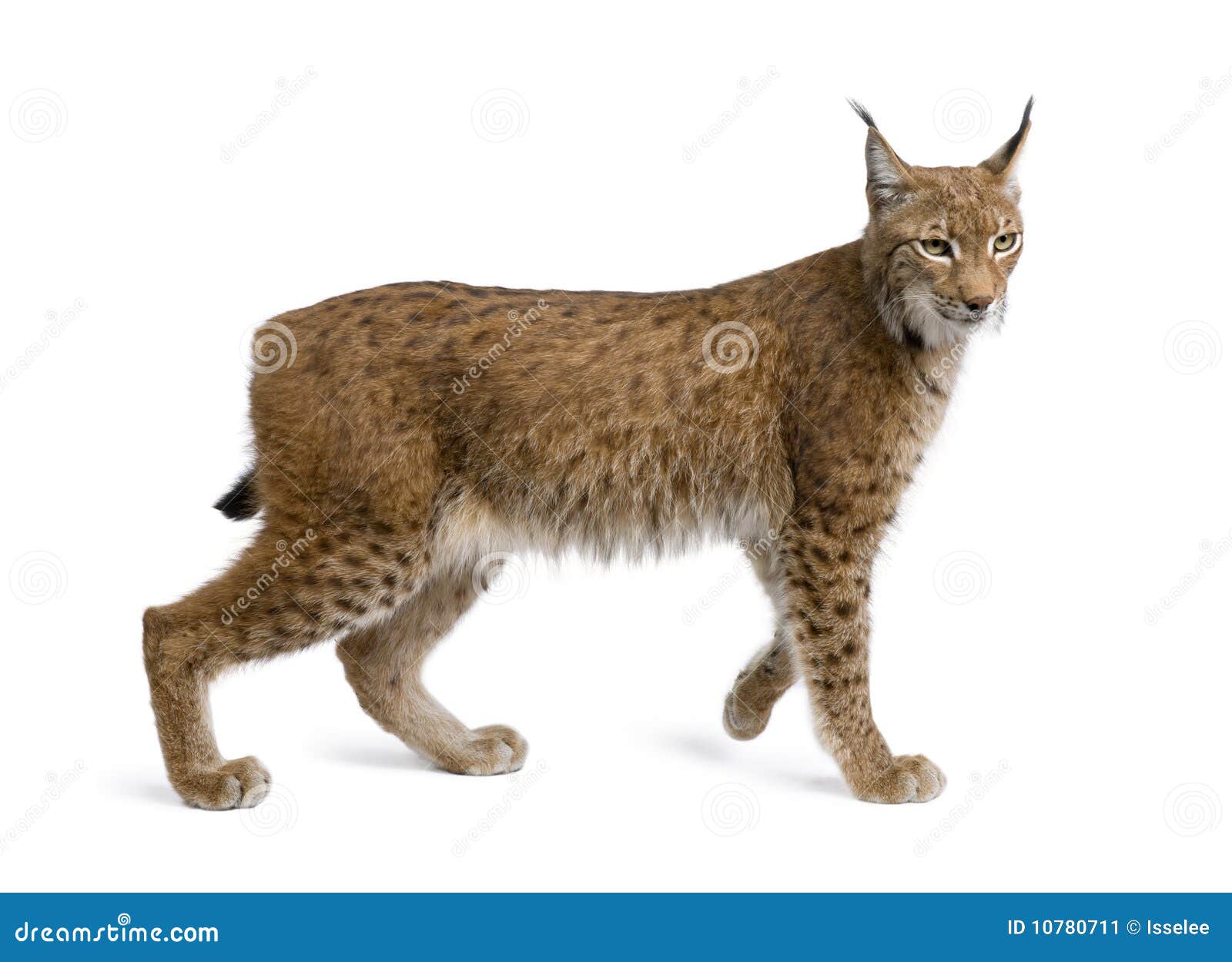eurasian lynx, lynx lynx, 5 years old