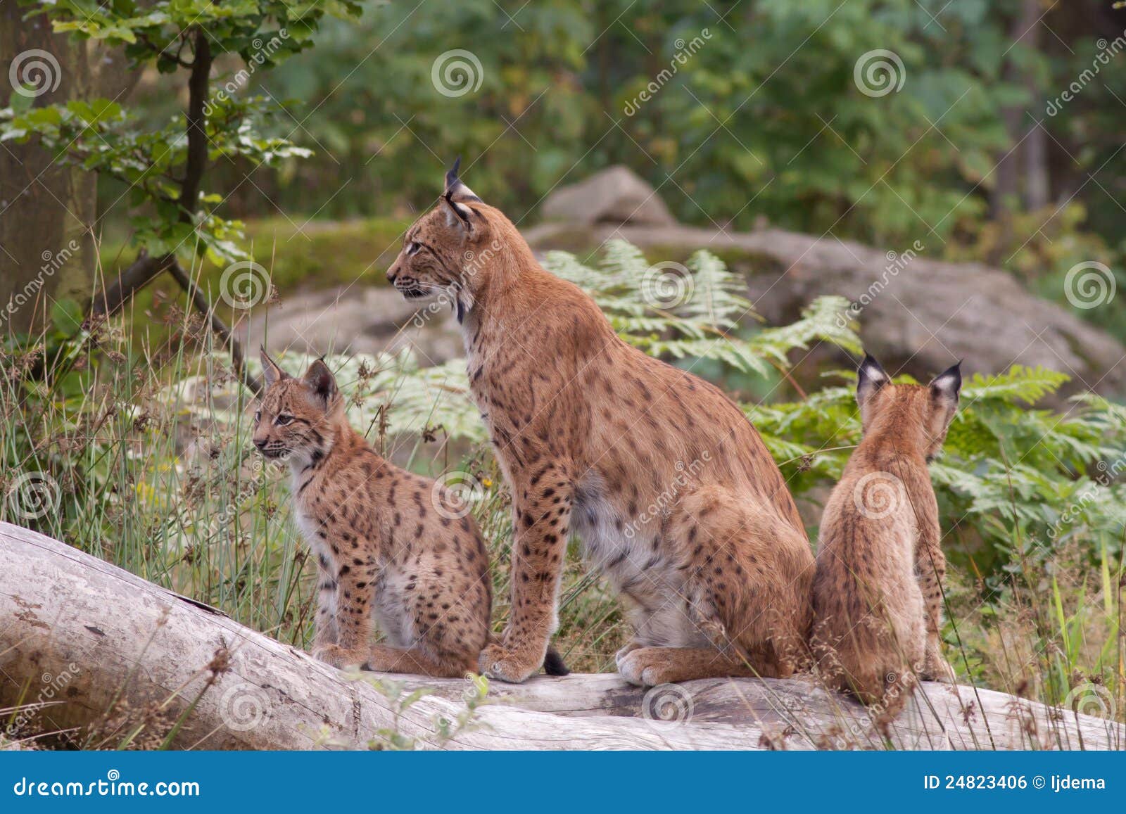 eurasian lynx (lynx lynx) with cubs