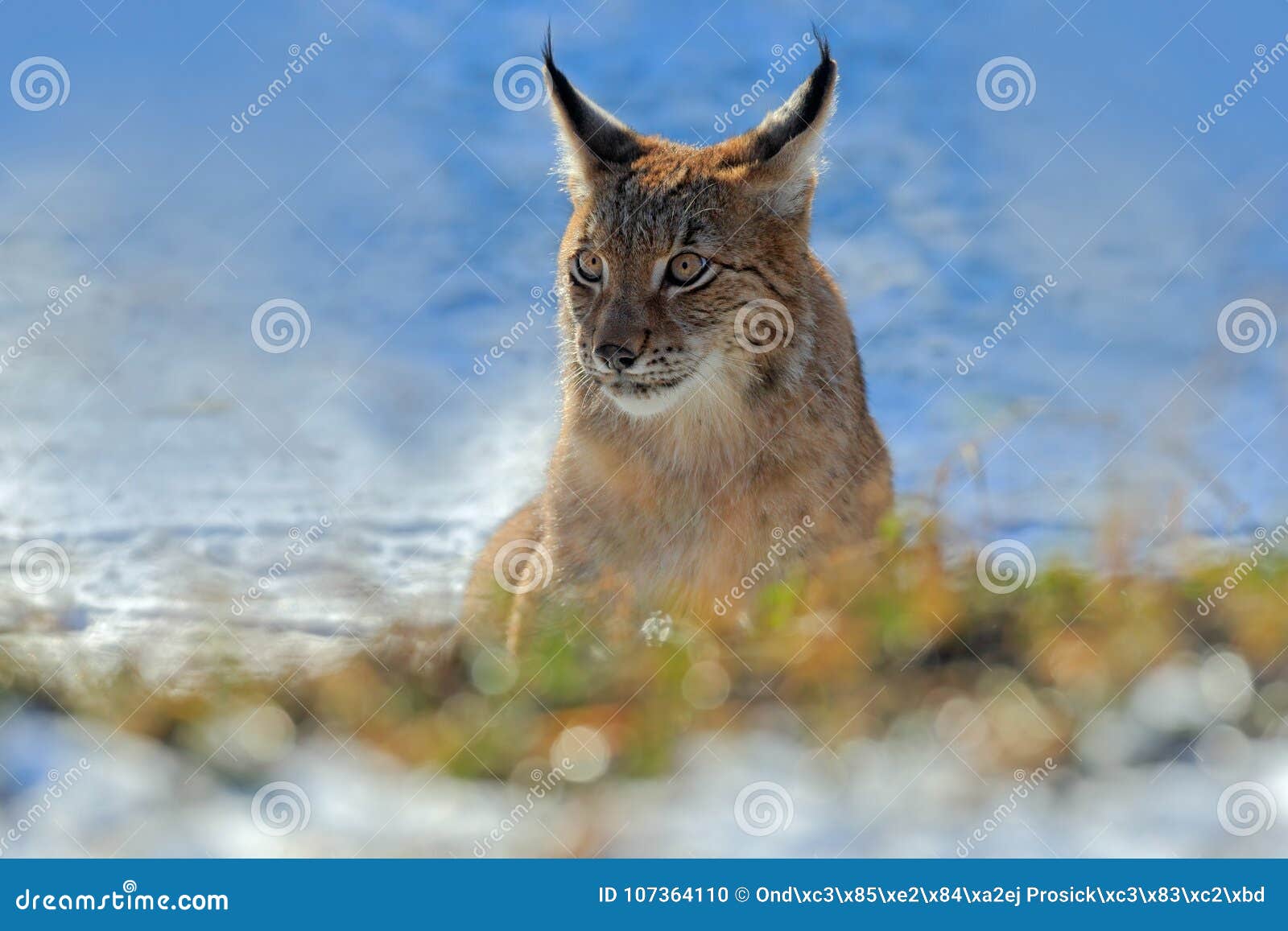 Eurasian Lynx, Portrait of on Snow in Winter Stock Photo Biology Diagrams