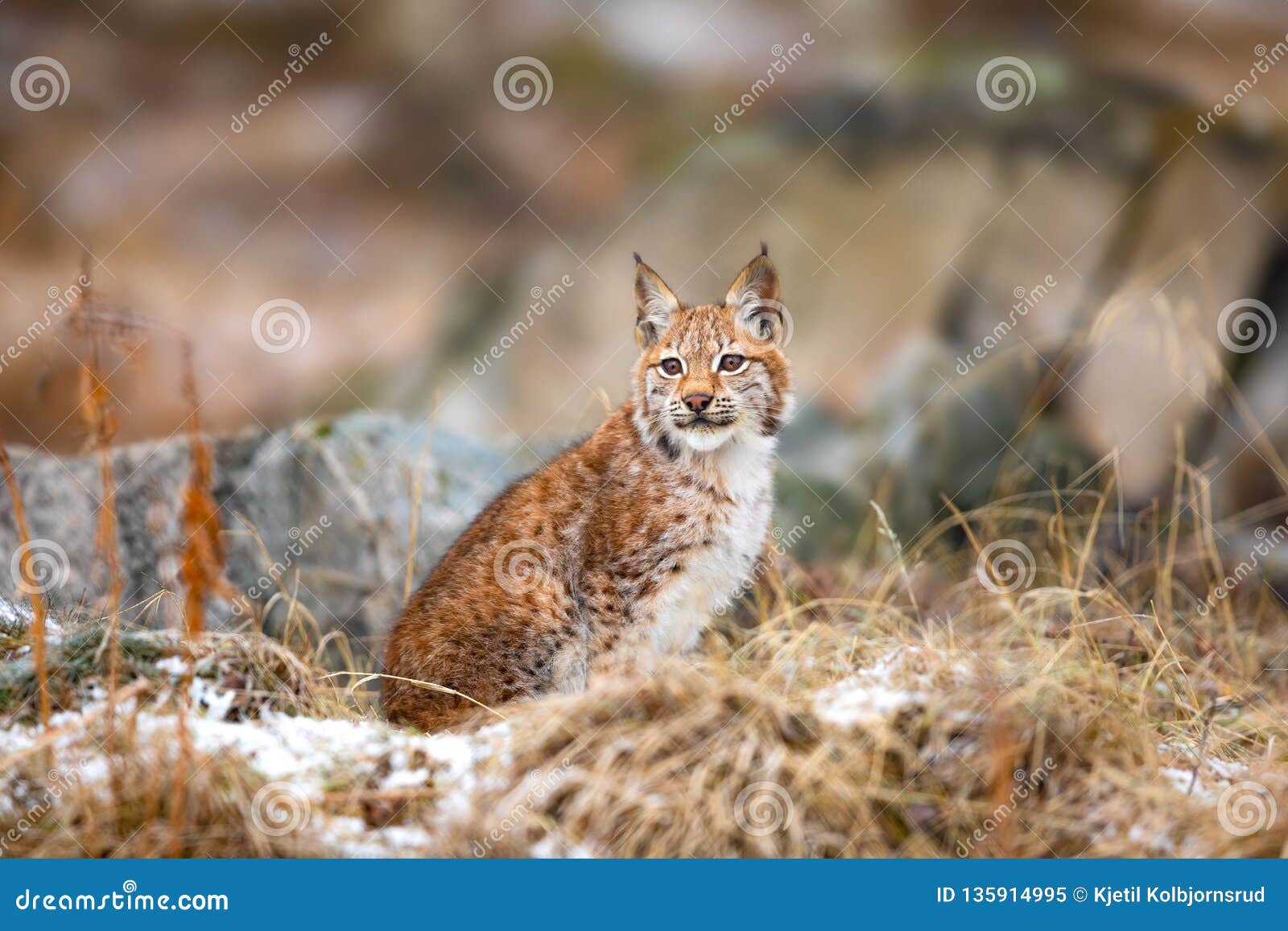 Eurasian Lynx Sitting in the Woods at Early Winter Stock Image - Image ...